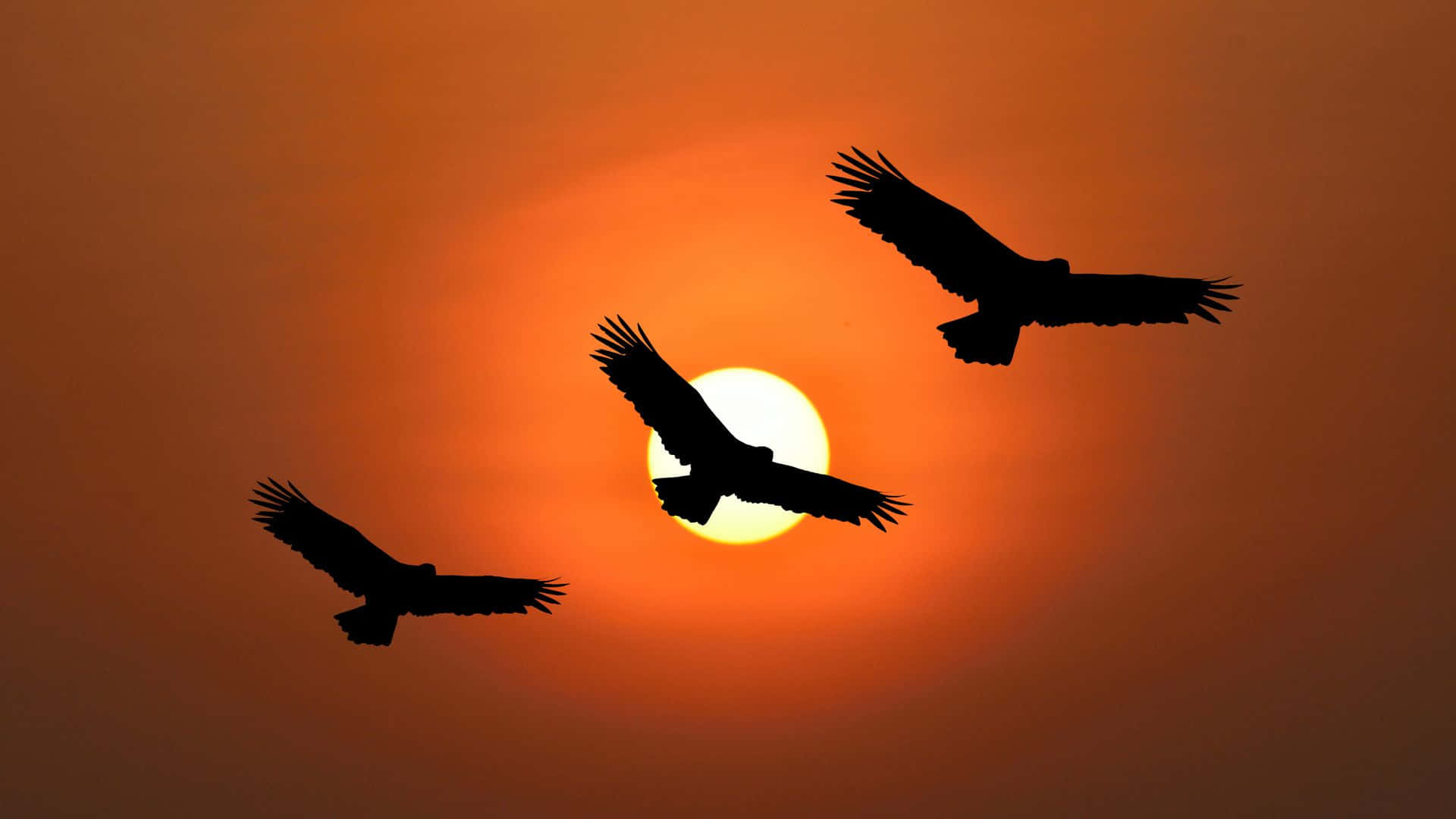 Eagles 桌布 壁紙 — 三隻翱翔的鷹剪影在發光的橙色日落天空下滑翔，中央有一輪燦爛的太陽。