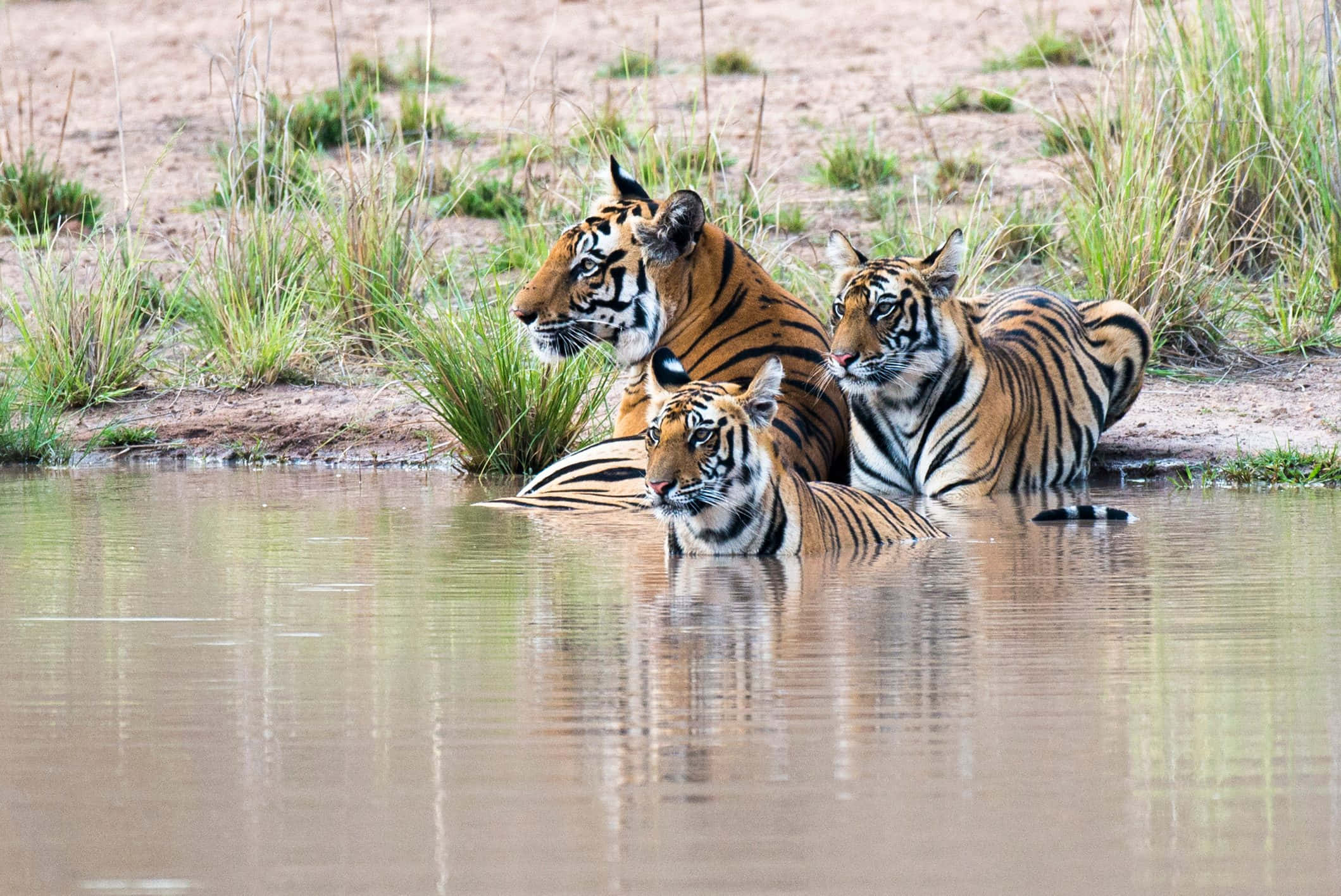 Bengal Tiger 桌布 壁紙 — 三隻老虎在淺水中休息，身後有草叢河岸和沙地。
