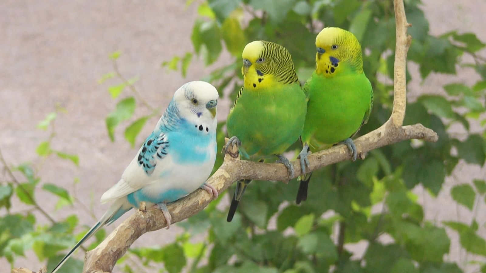 birds 桌布 壁紙 — 三隻色彩繽紛的虎皮鸚鵡一起棲息在樹枝上，周圍是茂密的綠葉。