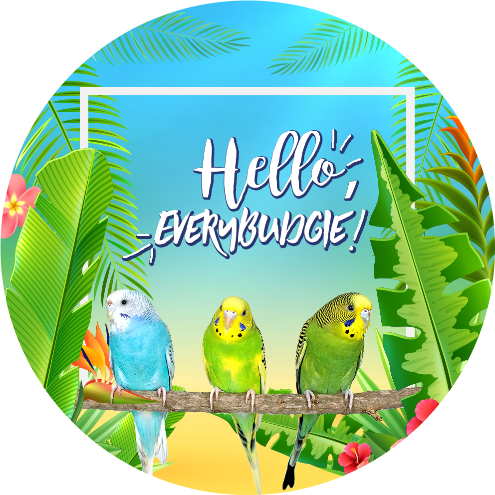 budgie 桌布 壁紙 — 三隻色彩繽紛的虎皮鸚鵡棲息在樹枝上，周圍是熱帶樹葉和花朵，背景是明亮的藍天。