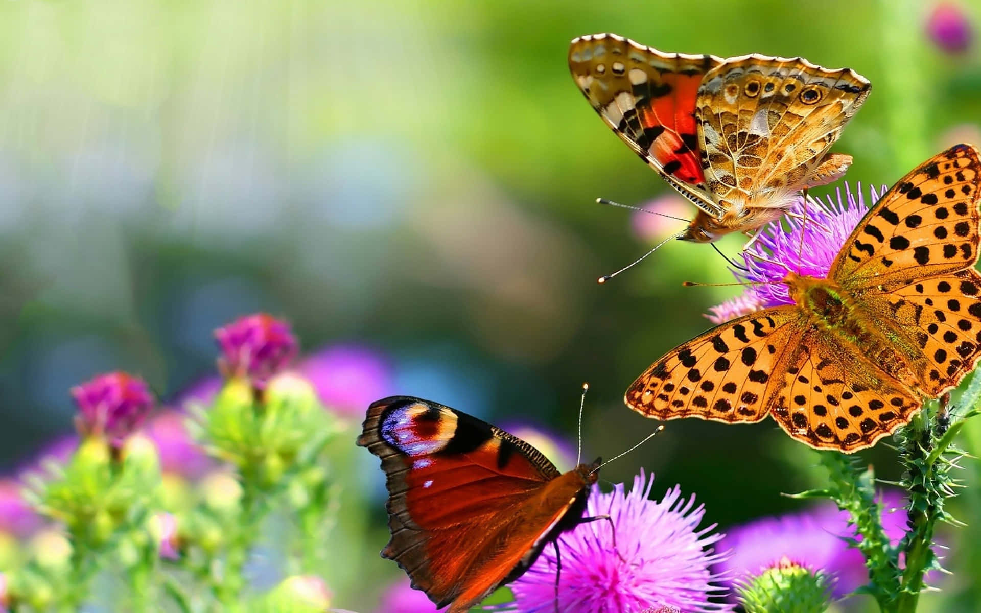 Butterfly Species 桌布 壁紙 — 三隻色彩繽紛的蝴蝶優雅地停在鮮豔的紫色薊花上，背景是柔和的綠色模糊效果。