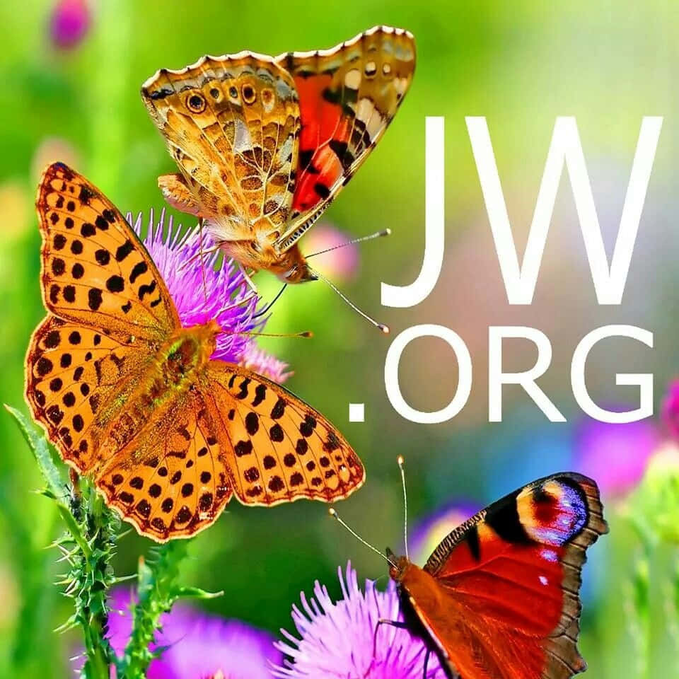 三隻蝴蝶在紫色花朵上，帶有 JW.ORG 文字疊加。 — 蝴蝶 GIF 壁紙