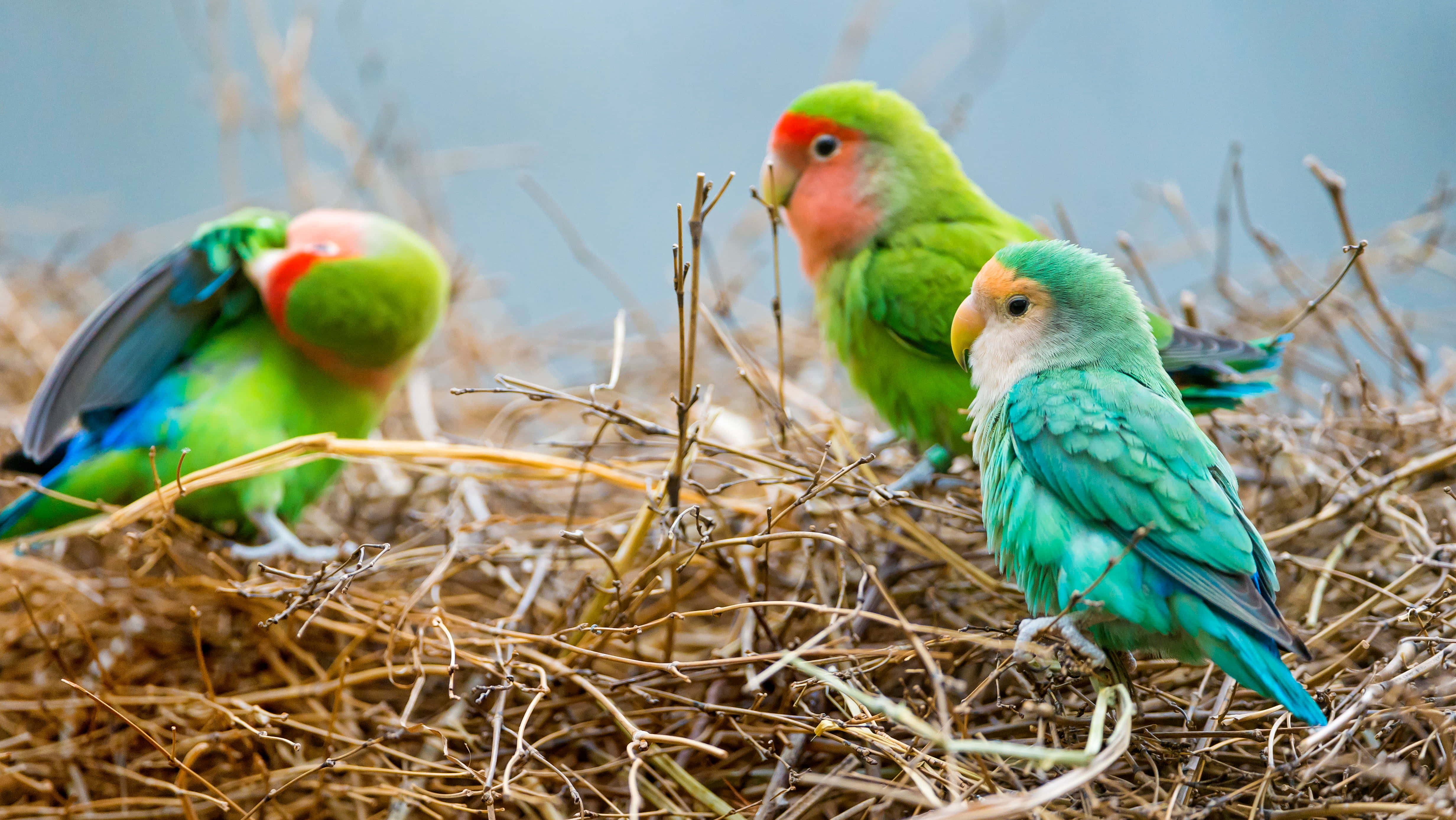 Aesthetic Animals 桌布 壁紙 — 三隻色彩鮮豔、臉頰粉紅的愛情鳥，棲息在天然鳥巢中的乾枯樹枝上，背景是柔和的藍天。