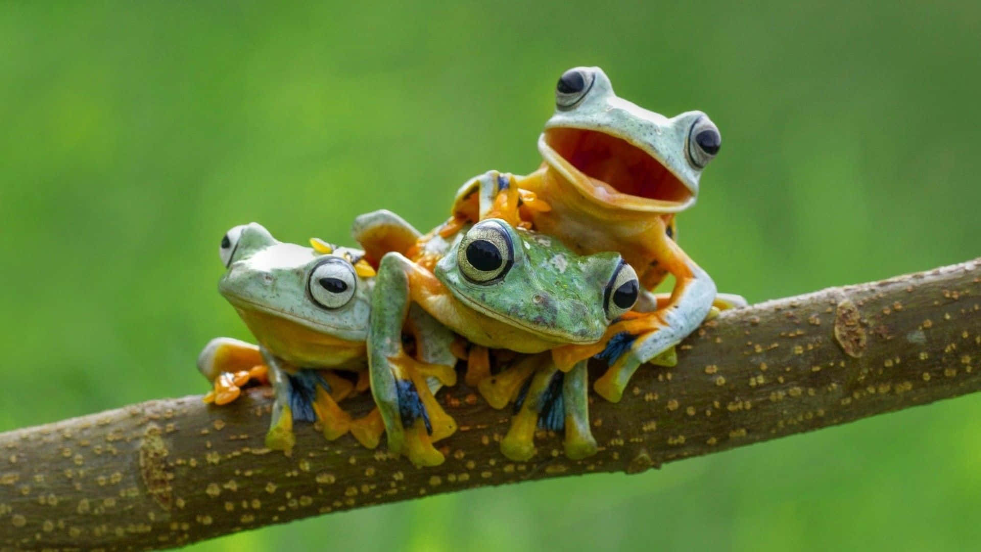 Frog 桌布 壁紙 — 三隻色彩鮮豔的樹蛙，擁有橙色四肢和藍色腳趾，棲息在一根有紋理的樹枝上，背景是柔和的綠色。