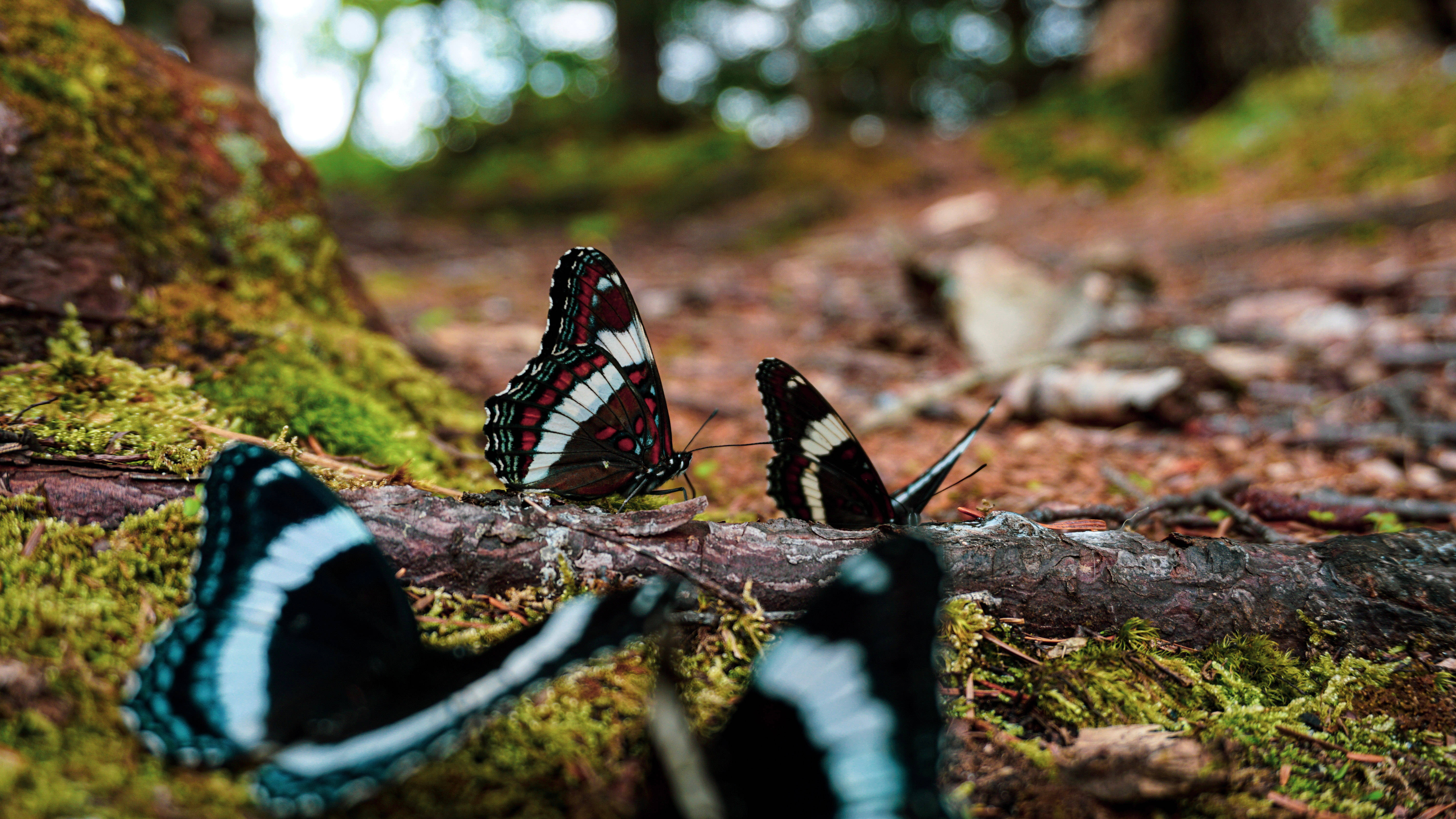 Butterflies 桌布 壁紙 — 三隻色彩鮮豔的蝴蝶，翅膀有黑色、白色和紅色，棲息在陽光斑駁的森林地面上的一根長滿苔蘚的木頭上。