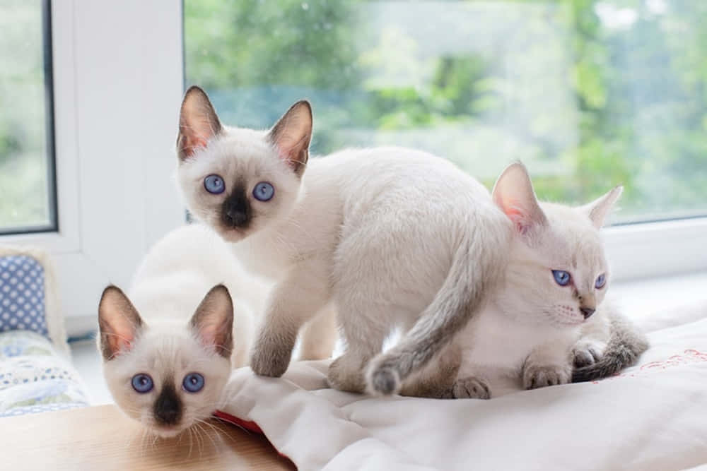 Thai Blue Cat 桌布 壁紙 — 三隻藍眼暹羅小貓，奶油色毛髮和深色重點色，好奇地坐在明亮窗戶旁的床上。