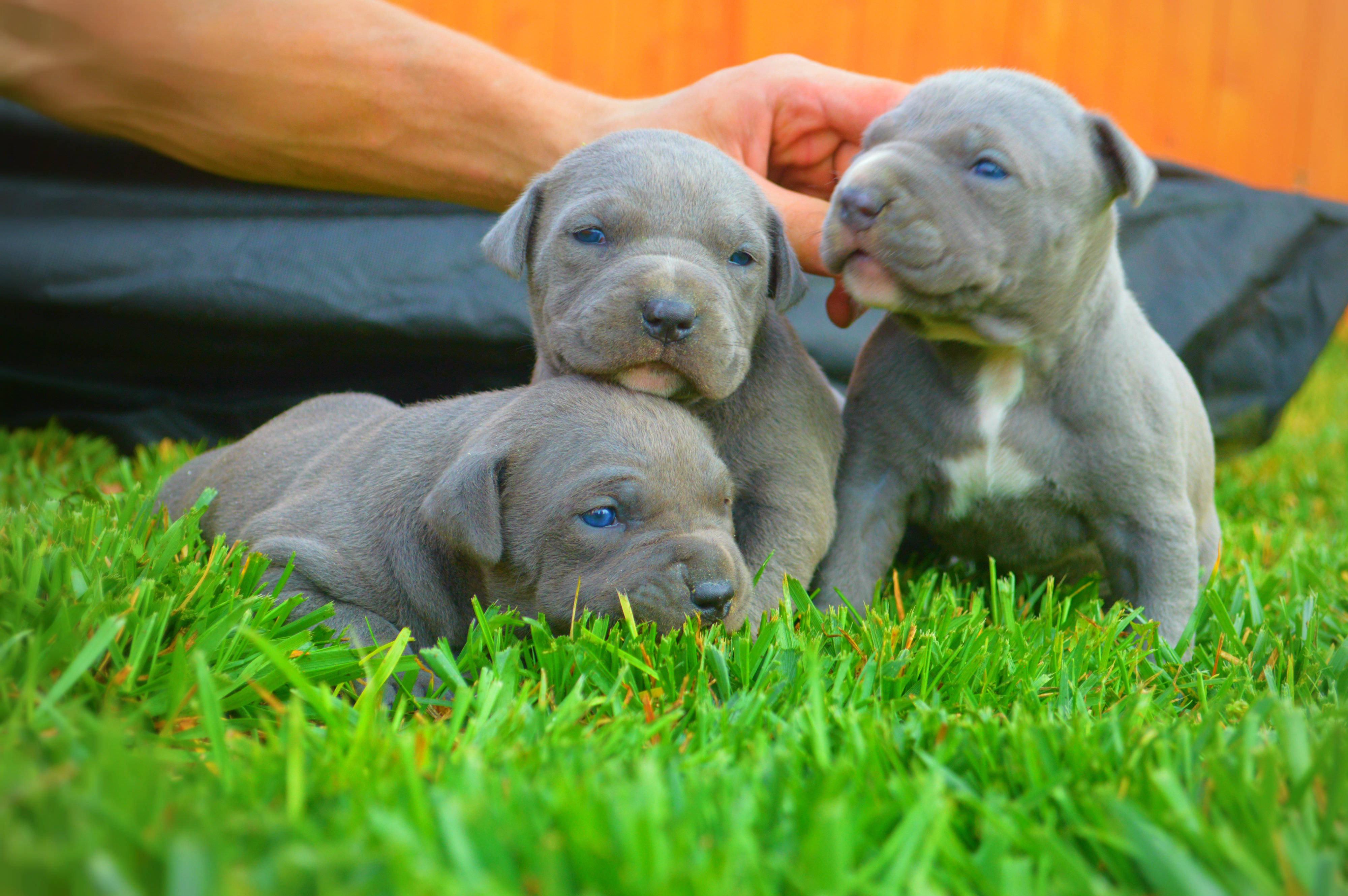 Pitbull Puppies 桌布 壁紙 — 三隻藍眼睛的灰色小狗在鮮綠色的草地上休息，一隻手輕輕撫摸其中一隻。