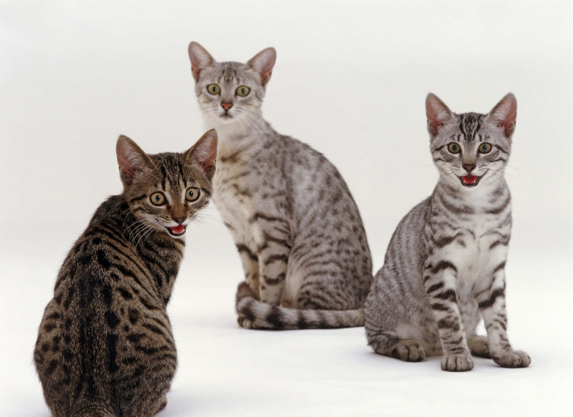 Egyptian Mau 桌布 壁紙 — 三隻虎斑貓，擁有引人注目的綠色眼睛，警覺地坐在純白色背景前，舌頭微微伸出，帶著頑皮的好奇心。