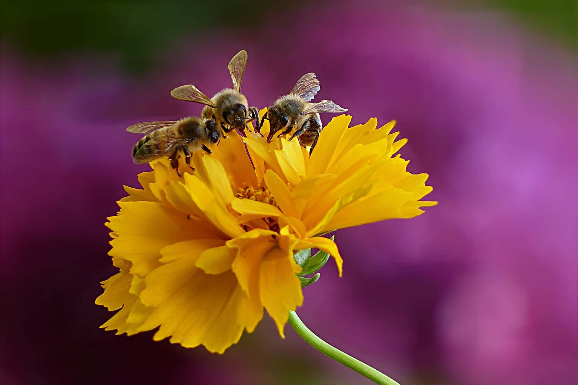 Spring Bees 桌布 壁紙 — 三隻蜜蜂在柔和的紫色模糊背景上盤旋於一朵鮮黃色花上方。