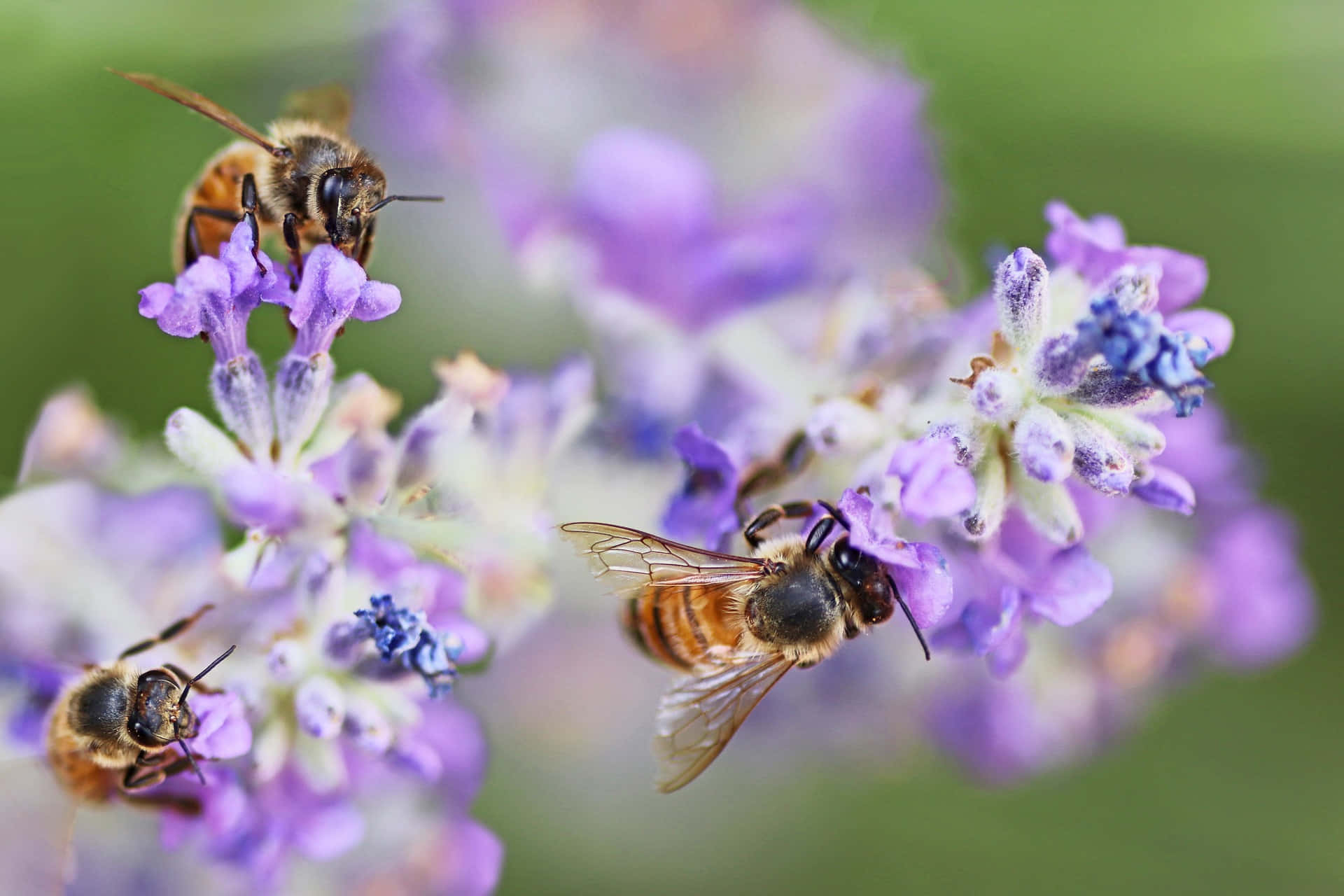 Spring Bees 桌布 壁紙 — 三隻蜜蜂在鮮豔的紫色薰衣草花朵上盤旋並降落，背景是柔和的綠色。