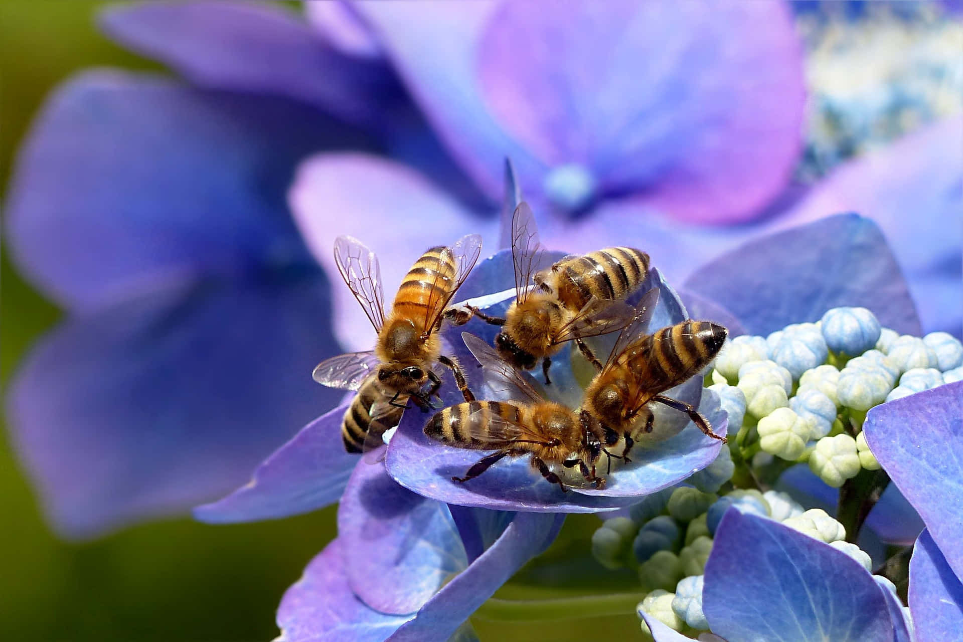 Spring Bees 桌布 壁紙 — 三隻蜜蜂在鮮豔的藍色繡球花上忙碌地覓食，背景是柔和的綠色。