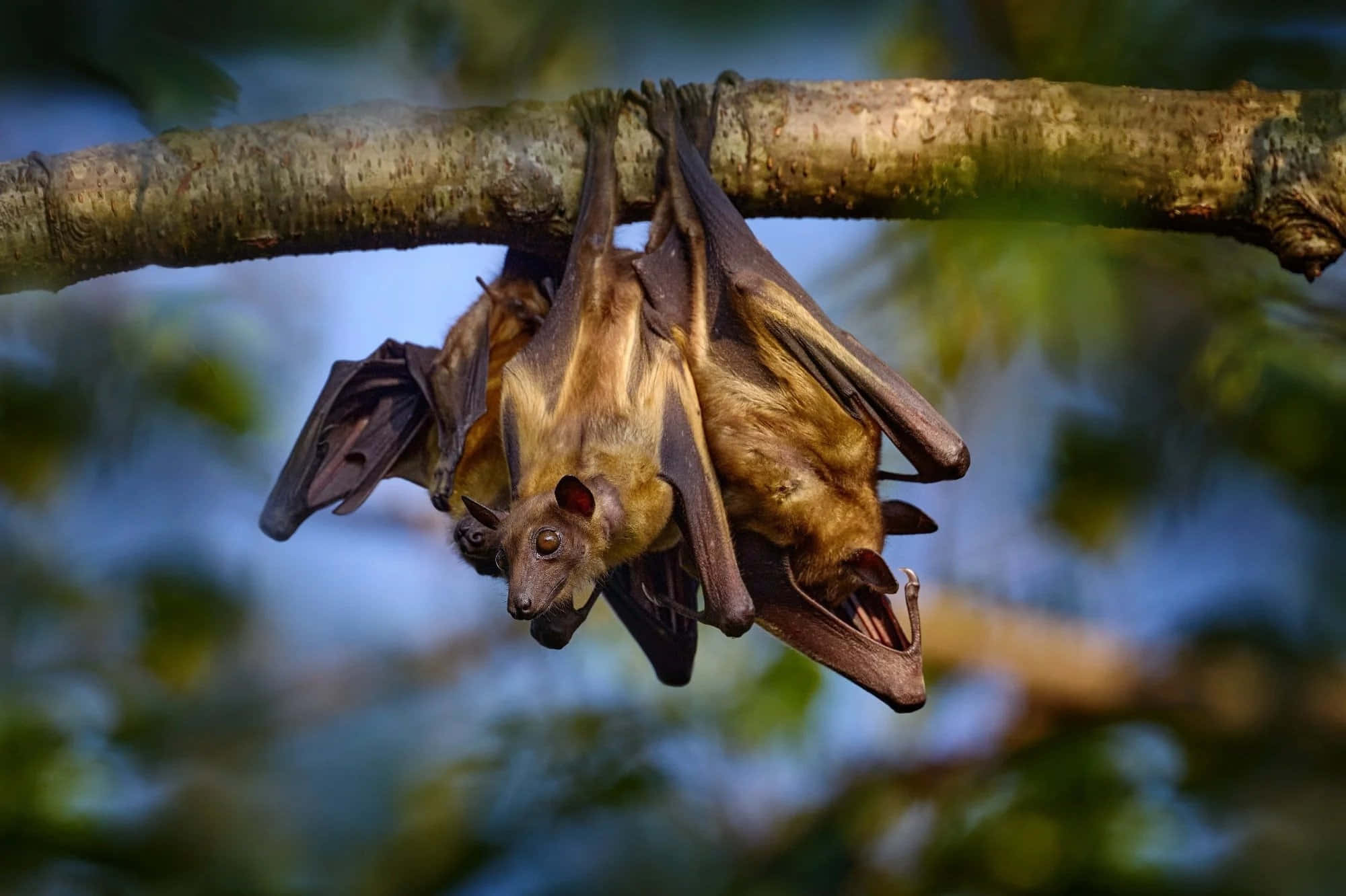 Bats 桌布 壁紙 — 三隻蝙蝠倒掛在樹枝上，翅膀摺疊，背景是模糊的綠色和藍色森林。