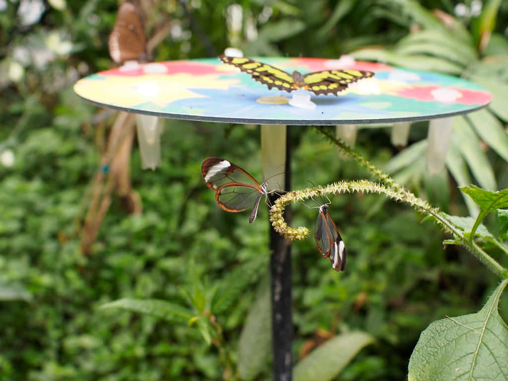 Butterfly Zoo 桌布 壁紙 — 三隻蝴蝶棲息在色彩繽紛的圓盤和植物莖上，周圍是茂密的綠色葉子。