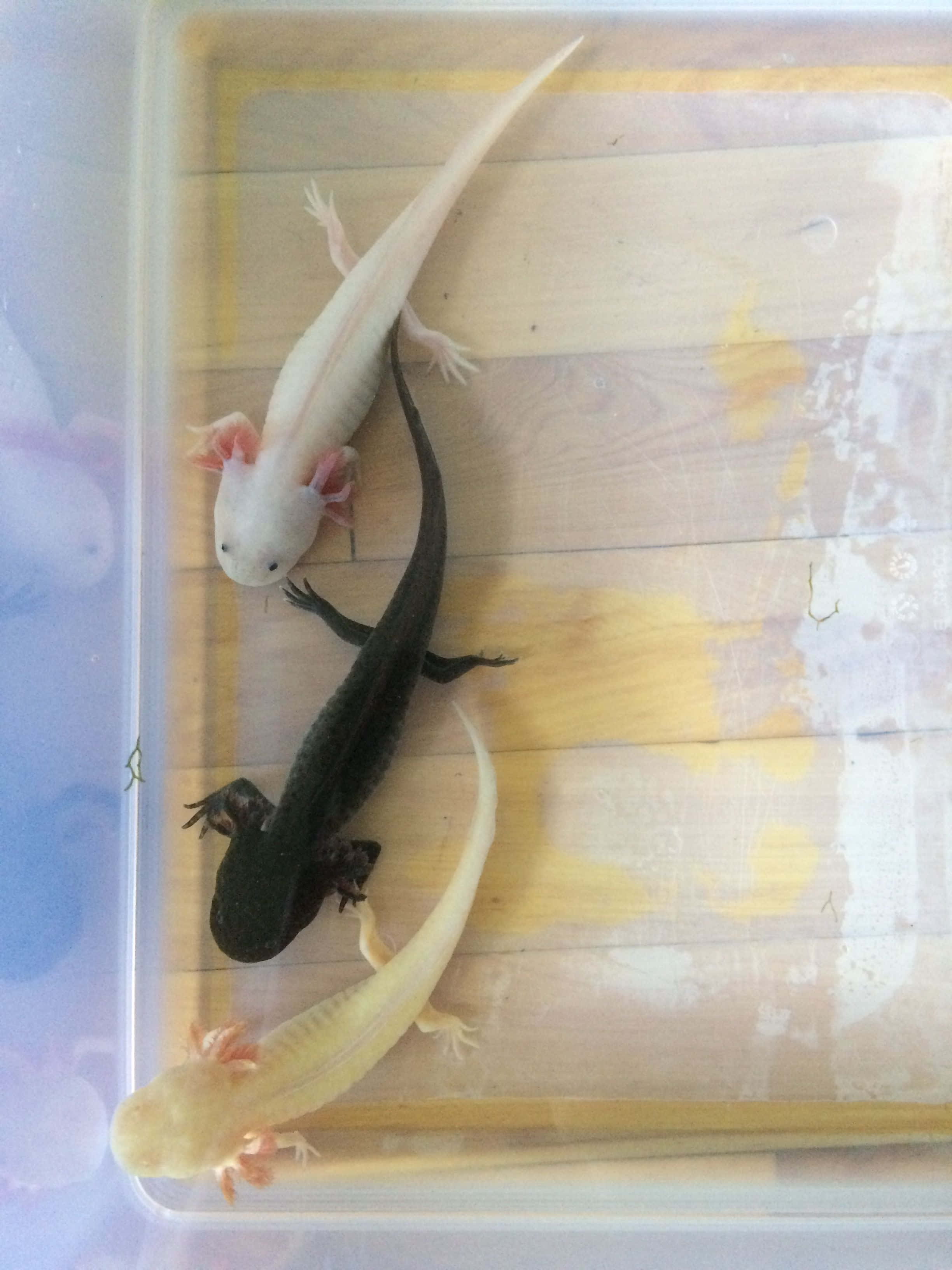 動物 桌布 壁紙 — 三隻蠑螈，一隻白色、一隻黑色、一隻淡黃色，在透明塑膠容器內的木質表面上休息。
