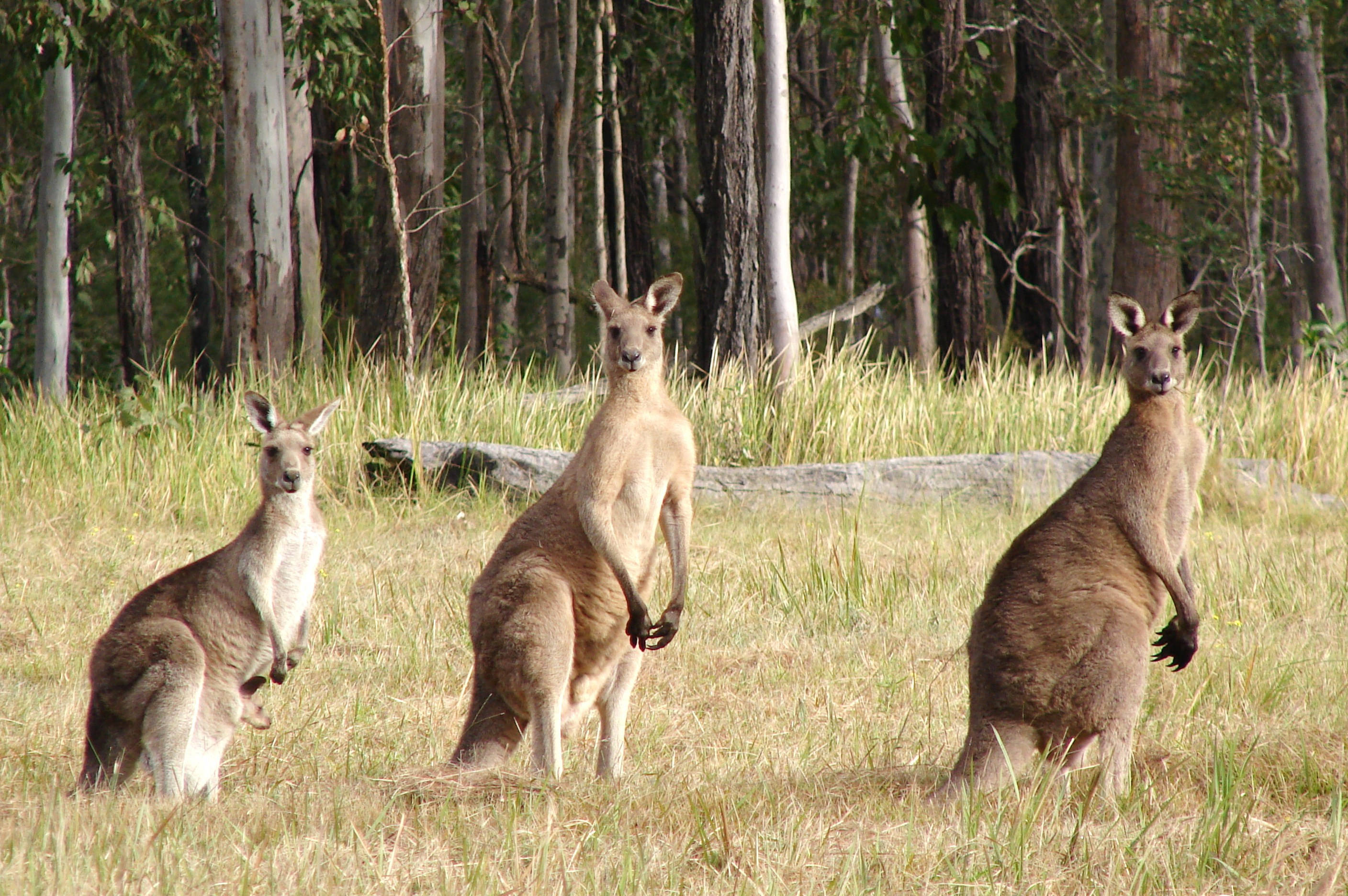 Kangaroo 桌布 壁紙 — 三隻袋鼠在明亮的日光下，站在高草叢中，以森林為背景，保持警覺。