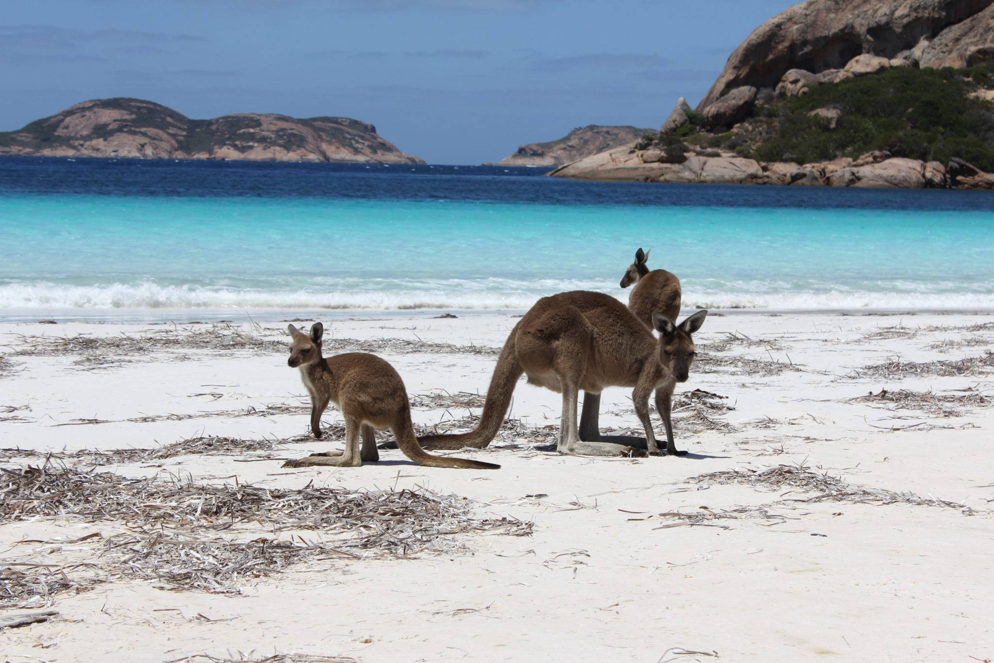 Kangaroo 桌布 壁紙 — 三隻袋鼠站在白色沙灘上，旁邊是碧綠色的海浪，遠處有岩石島嶼，在清澈的藍天下。