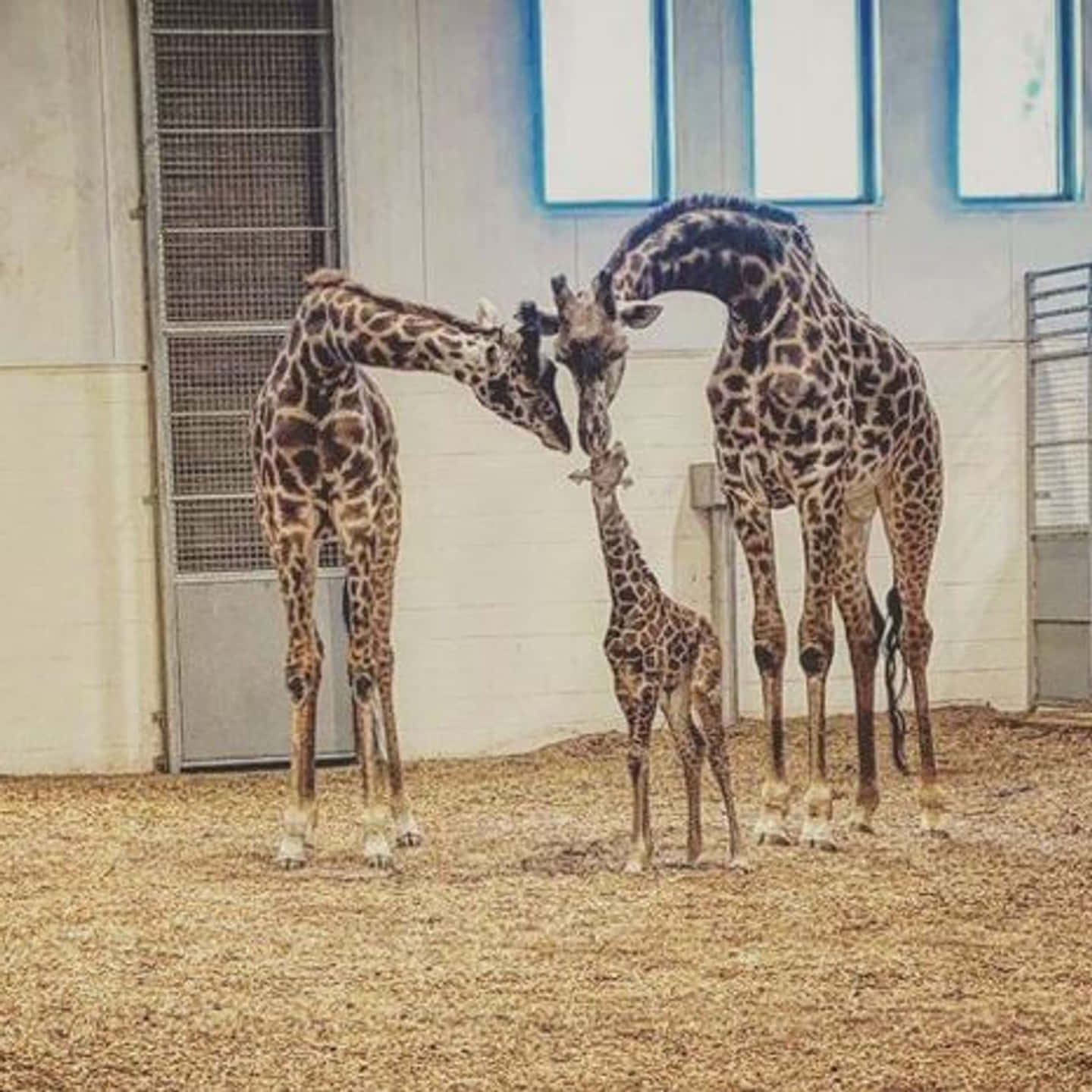 Baby Giraffe 桌布 壁紙 — 三隻長頸鹿在室內圍欄中與站在兩隻成年長頸鹿之間的小牛溫柔互動。