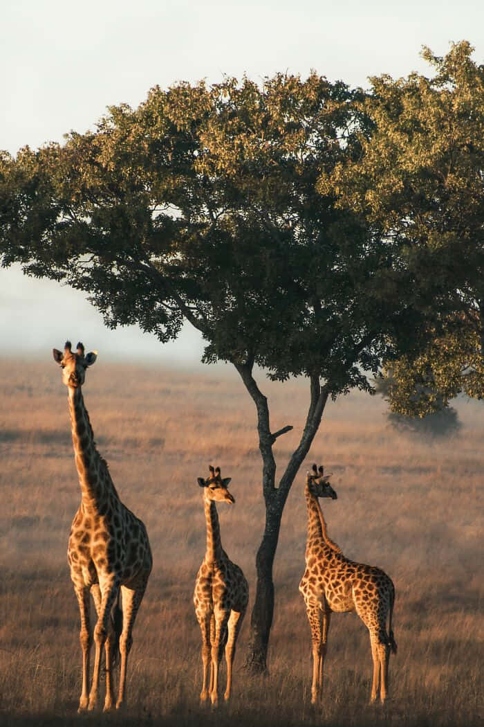 Wildlife Conservation 桌布 壁紙 — 三隻長頸鹿在日出時優雅地站在金黃色大草原上一棵枝葉茂密的金合歡樹下。