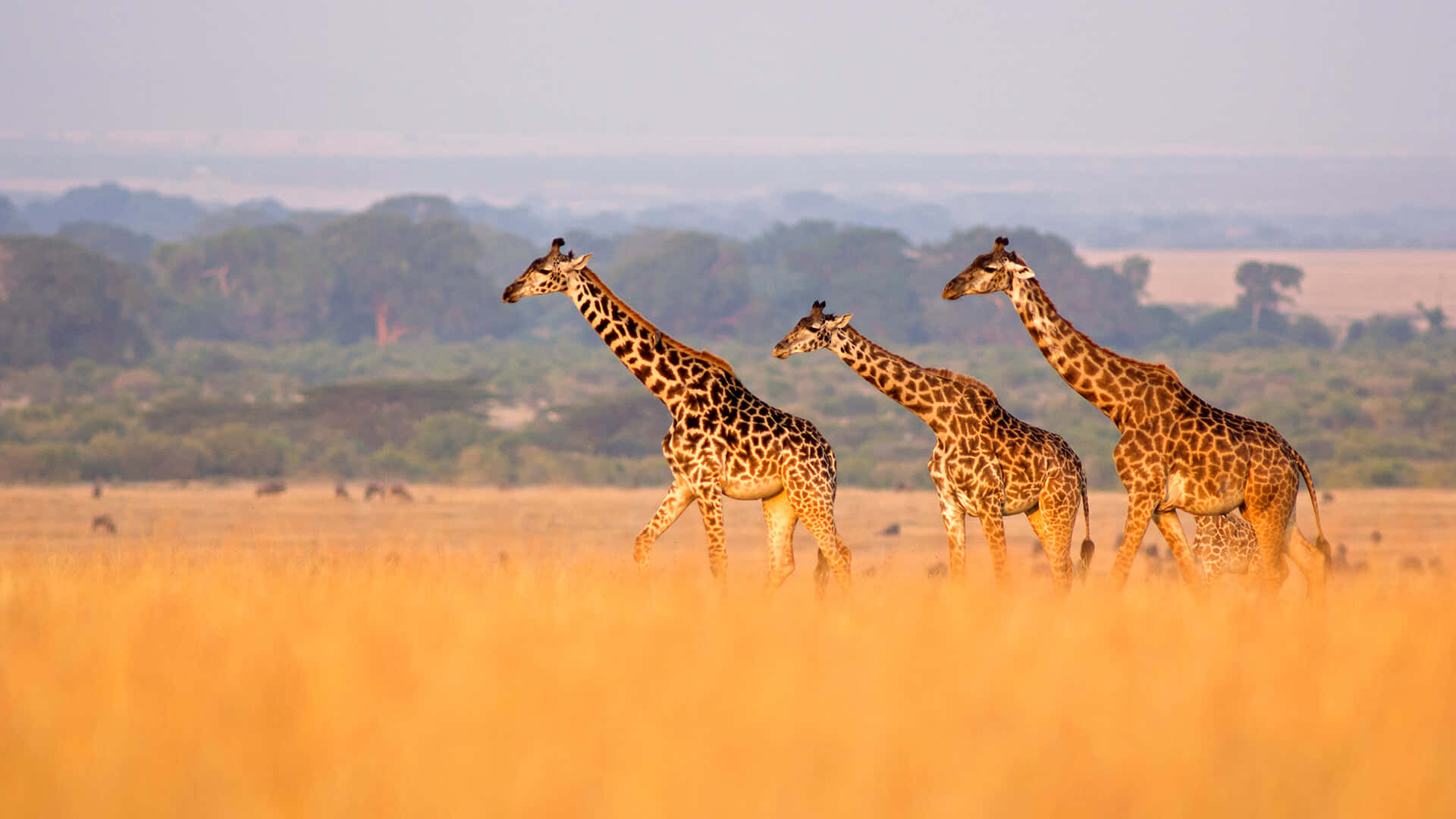 African Animals 桌布 壁紙 — 三隻長頸鹿在柔和朦朧的天空下，優雅地走過金色的稀樹草原草地，遠處有樹木。