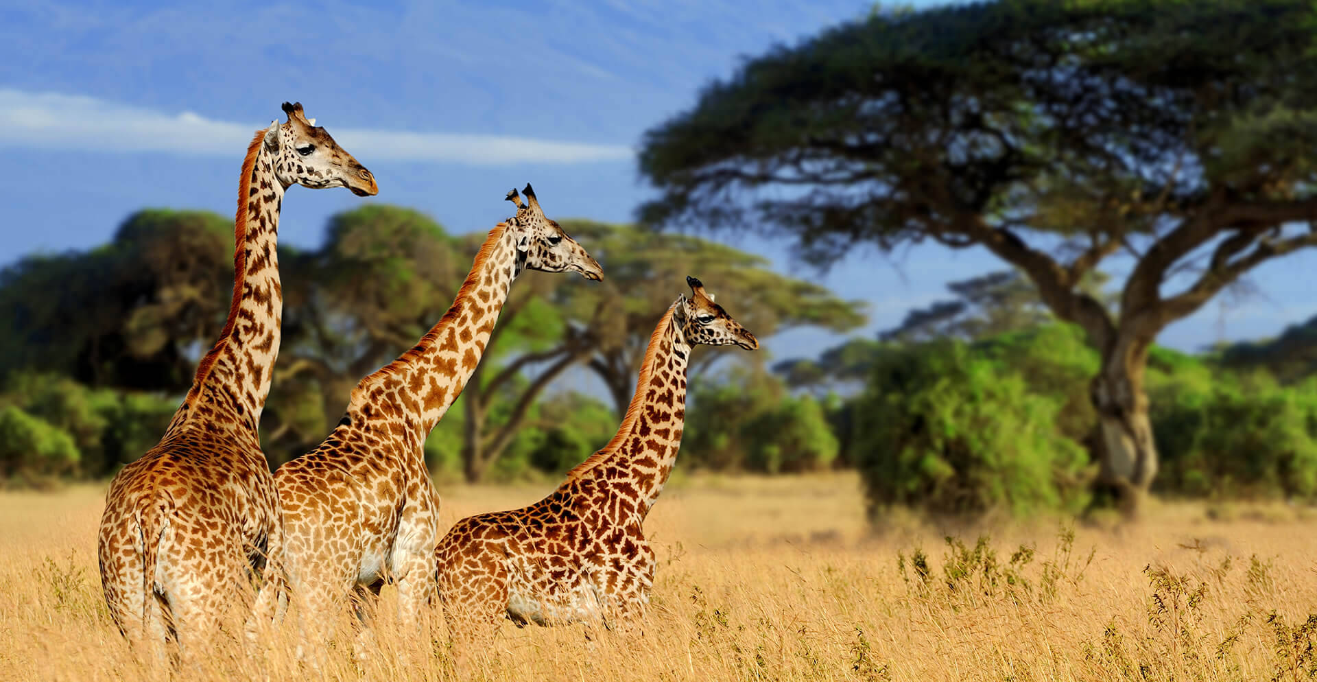 Tanzania 桌布 壁紙 — 三隻長頸鹿在金色草地上高高站立，背景是清澈的藍天和相思樹。