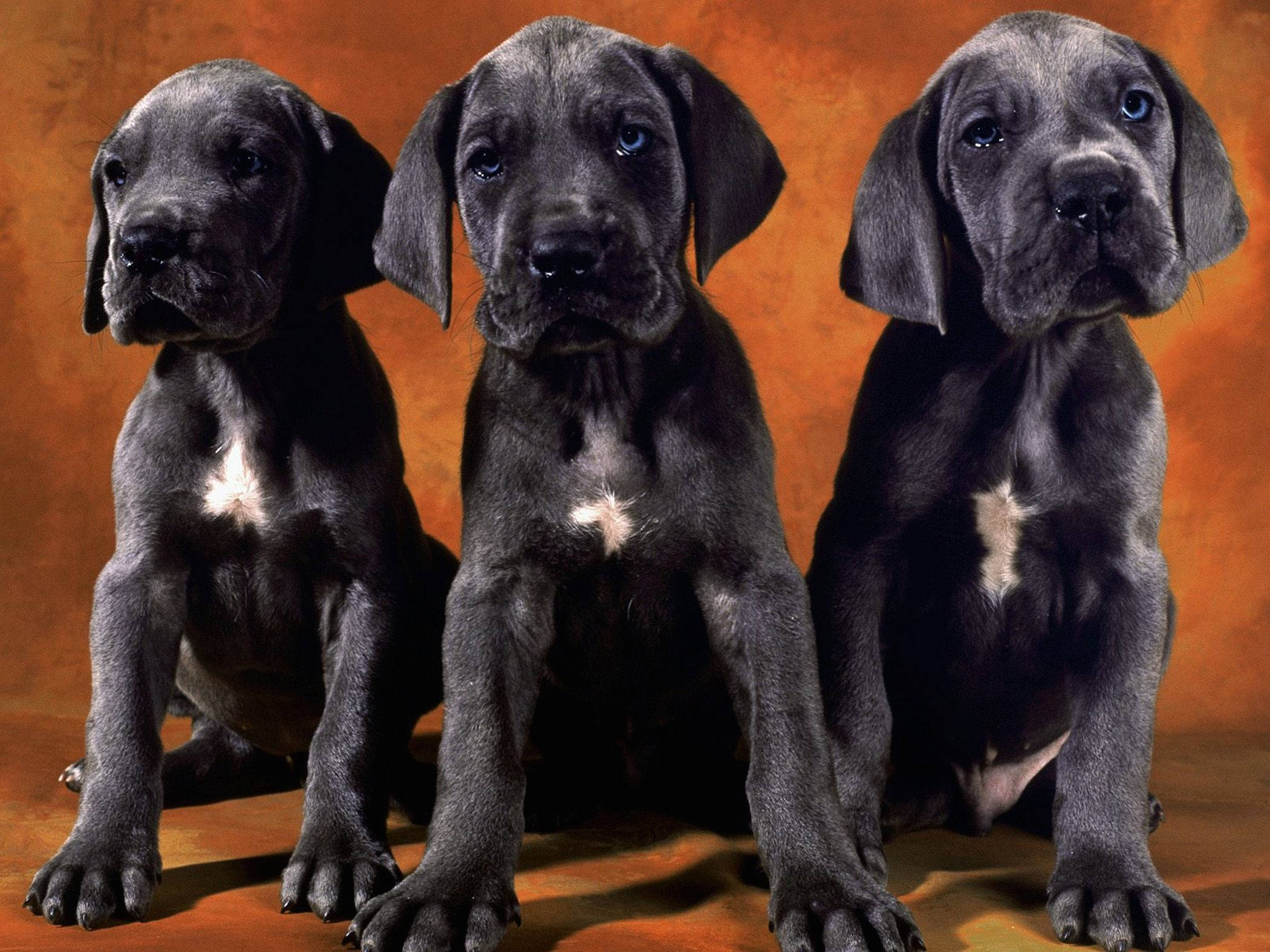 Dog Desktop 桌布 壁紙 — 三隻雄偉的大丹犬幼犬，擁有引人注目的藍色眼睛和黑色毛髮，在溫暖的橙色背景下專注地坐著。