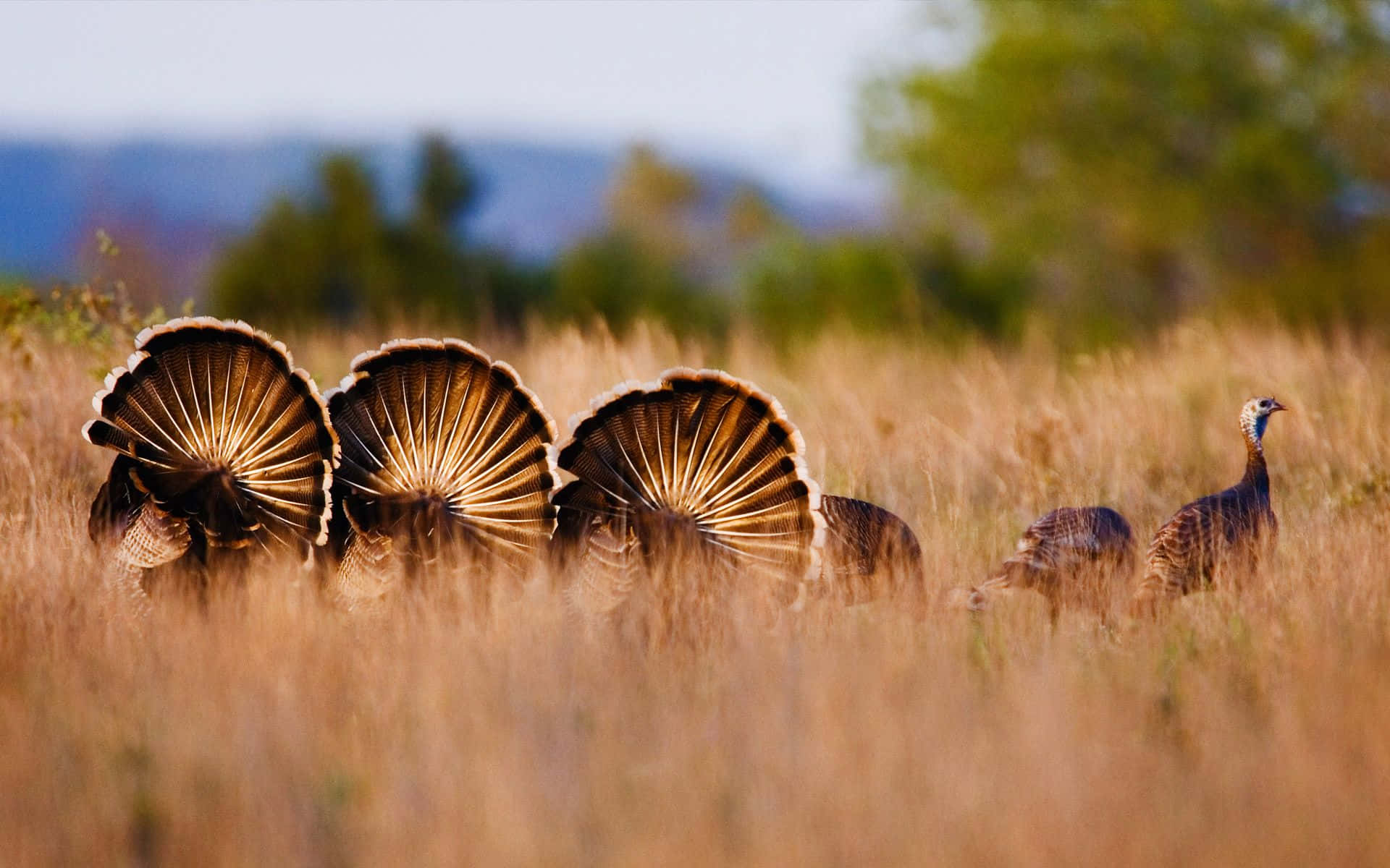 Turkey Hunting 桌布 壁紙 — 三隻雄性火雞在金色草地上展示鮮豔的扇形尾巴，一隻雌性火雞在附近觀看。