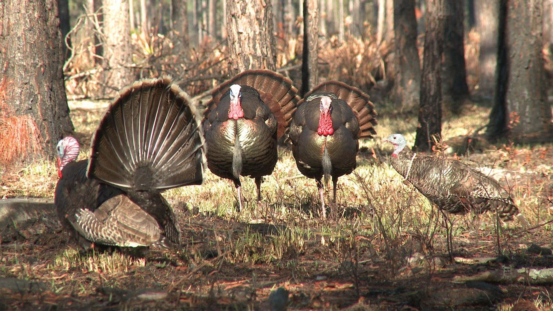Turkey Face 桌布 壁紙 — 三隻雄性火雞在陽光明媚的森林空地上展示扇形的尾巴，而一隻雌性火雞在附近觀看。