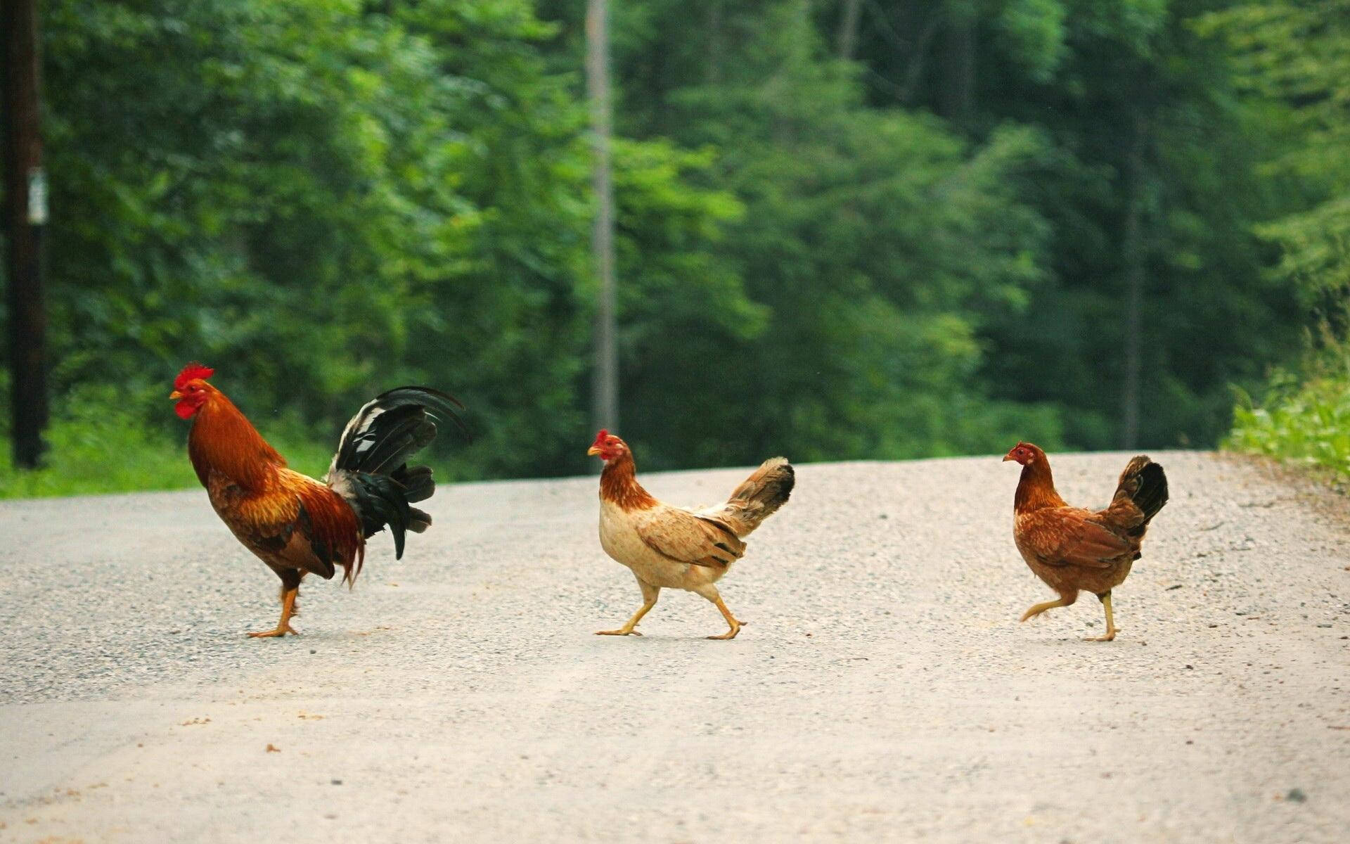 Hen 桌布 壁紙 — 三隻雞，包括一隻公雞，自信地漫步在一條由茂密綠色森林環繞的寧靜碎石路上。