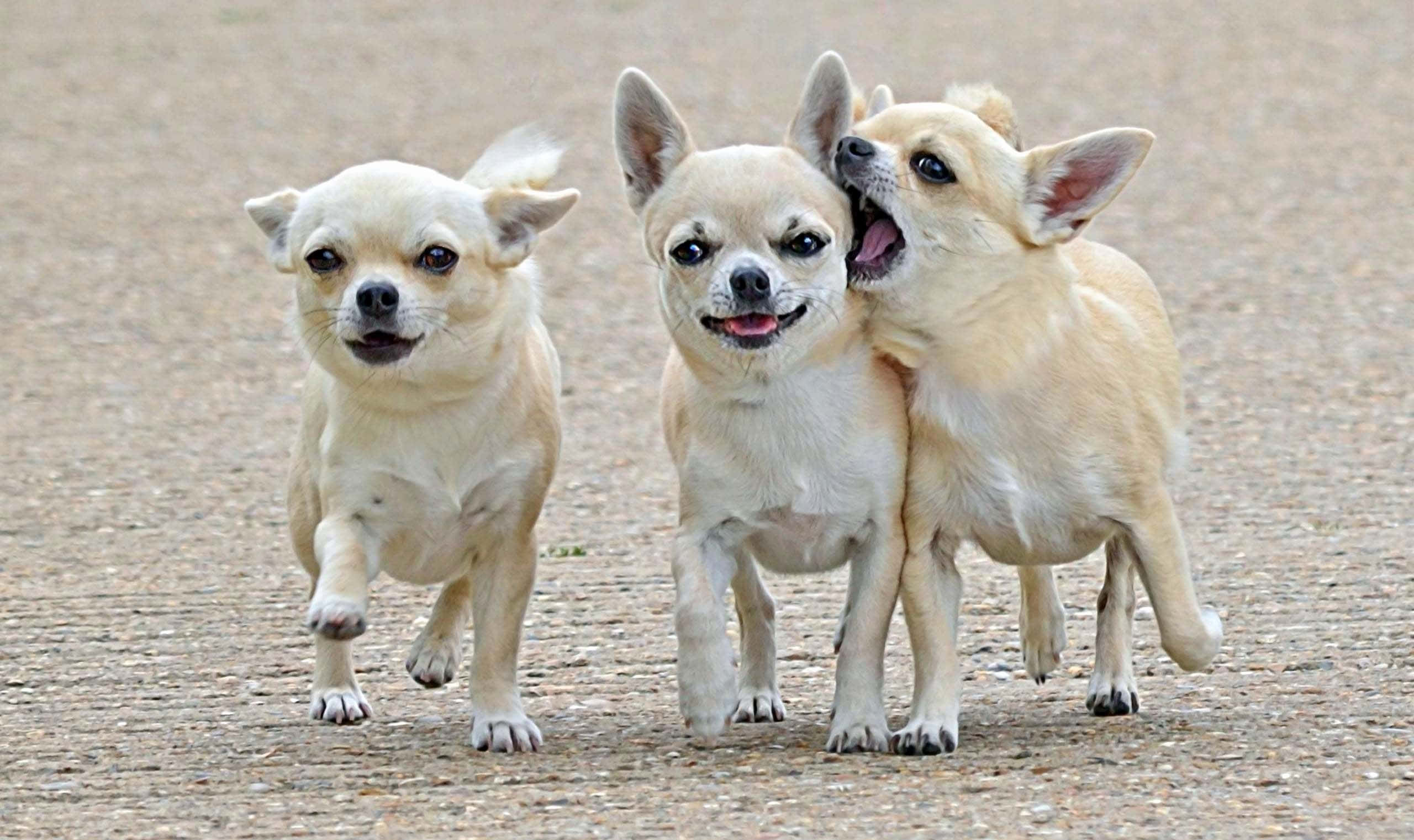Chihuahua Dog 桌布 壁紙 — 三隻頑皮的吉娃娃帶著歡樂的能量和睜大的眼睛在碎石路上奔跑。