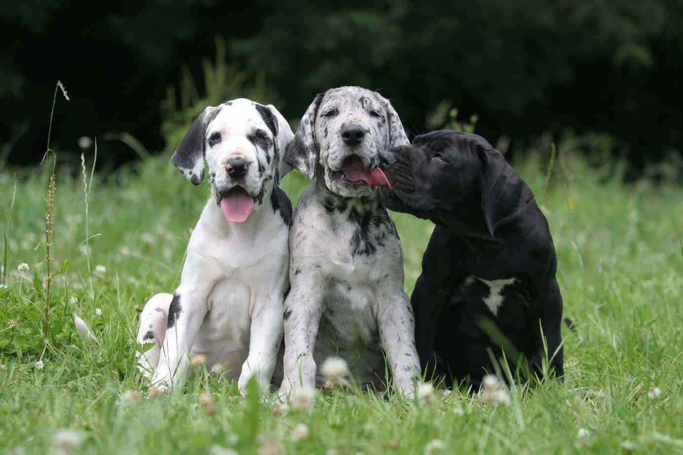 Great Dane Puppies 桌布 壁紙 — 三隻頑皮的大丹犬幼犬，身上有斑點和純黑色毛髮，一起坐在陽光明媚的草地上。