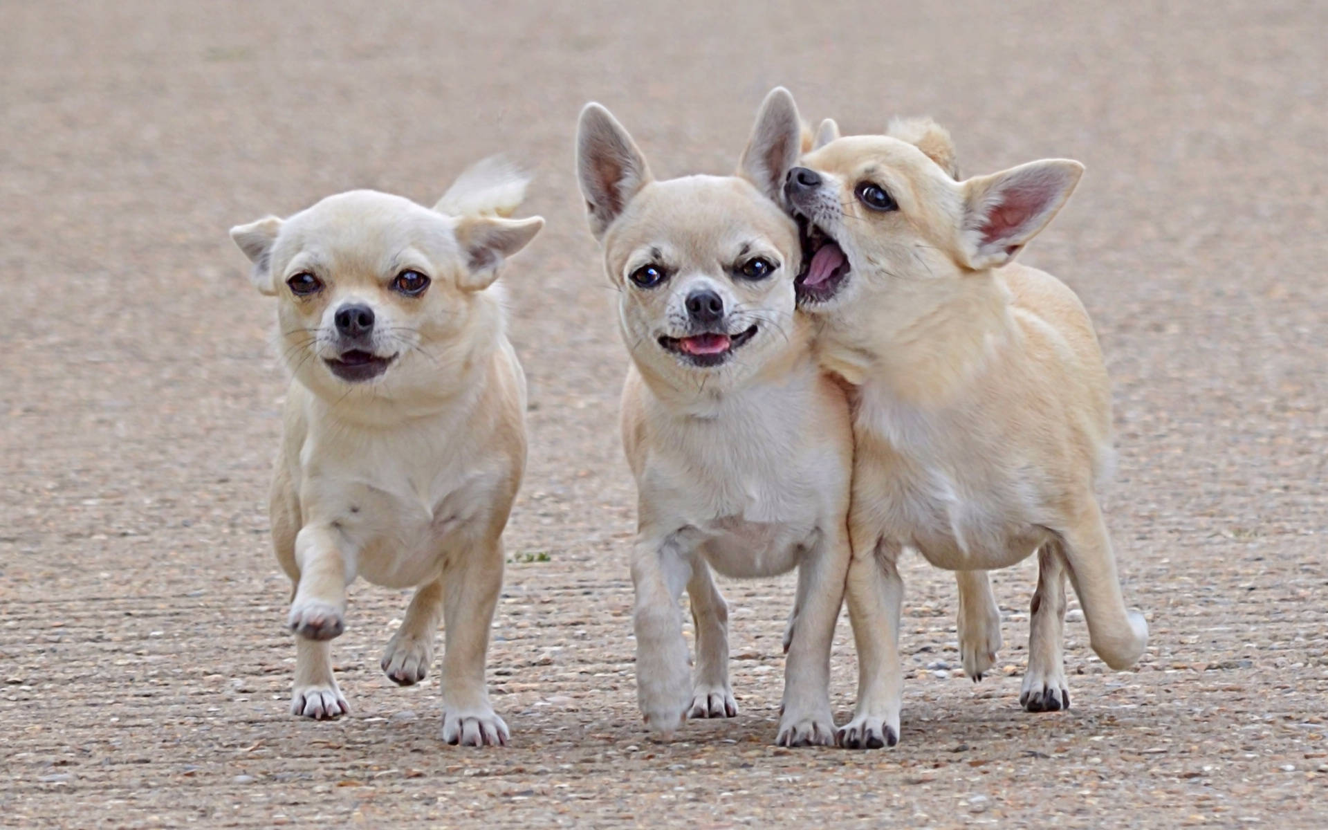 Chihuahua 桌布 壁紙 — 三隻頑皮的奶油色吉娃娃在碎石路上快樂奔跑，其中一隻開心地吠叫。