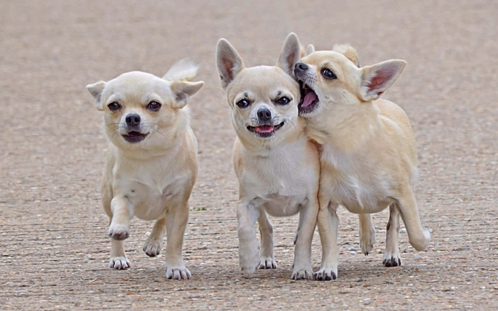 Chihuahua 桌布 壁紙 — 三隻頑皮的奶油色吉娃娃在碎石路上奔跑互動，充滿歡樂活力。