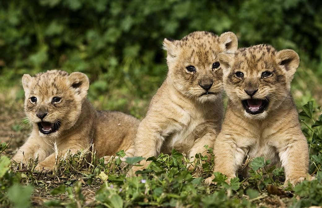 Baby Lion 桌布 壁紙 — 三隻頑皮的小獅子張開嘴巴，警覺地坐在茂密的綠草中，陽光斑駁。