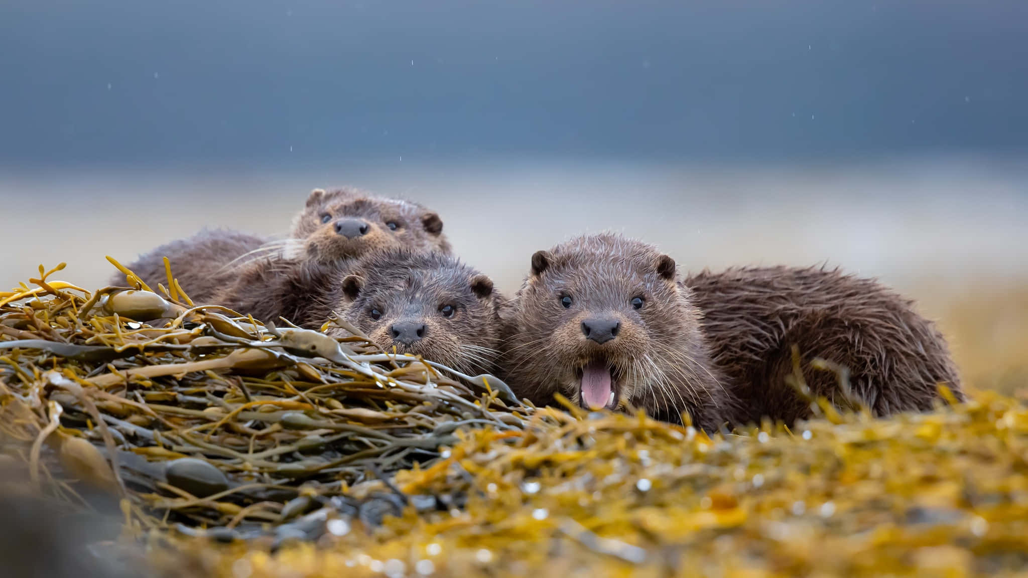 Otter 桌布 壁紙 — 三隻頑皮的水獺在金色海藻床中探出頭來，其中一隻打哈欠，睜大眼睛看著相機。