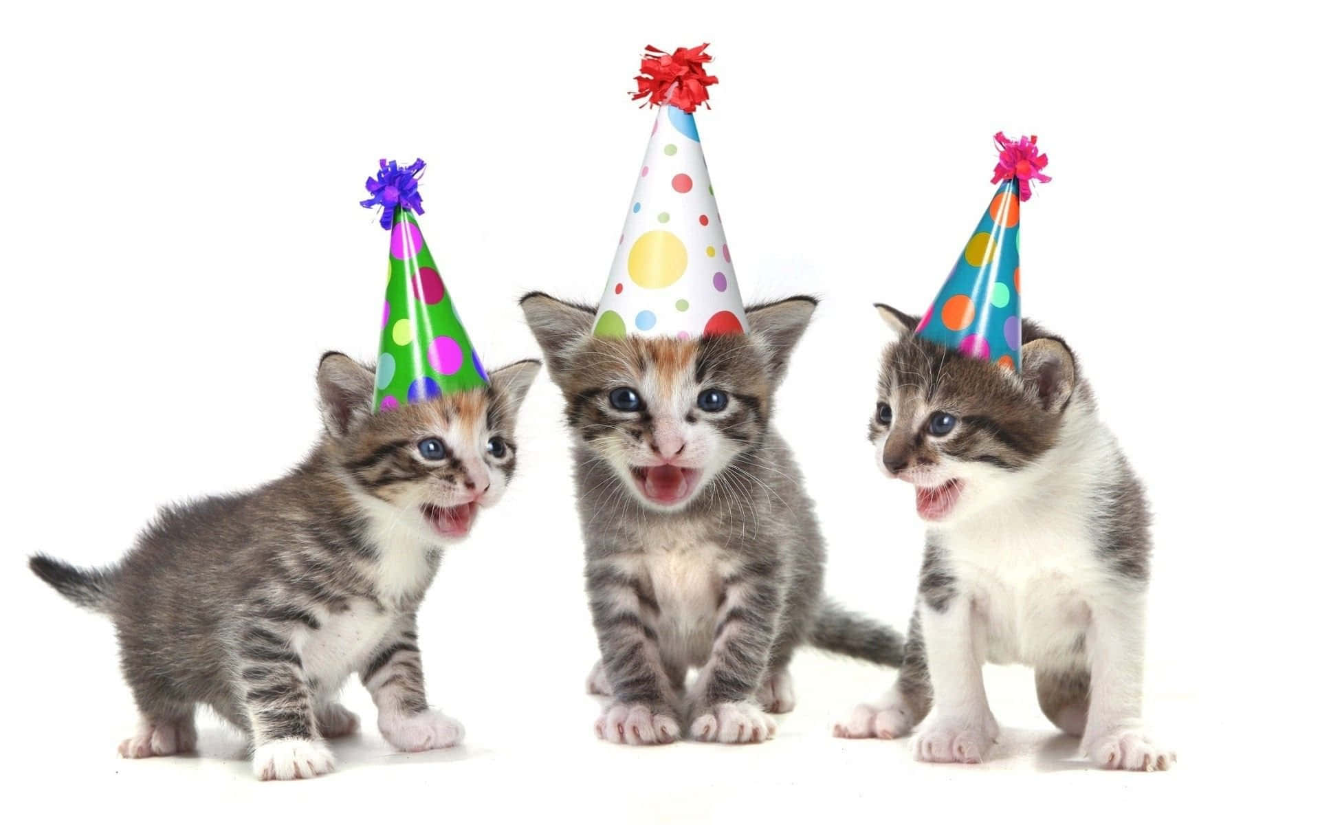 Birthday 桌布 壁紙 — 三隻頑皮的虎斑小貓戴著色彩繽紛的派對帽，張開嘴巴，背景為白色。