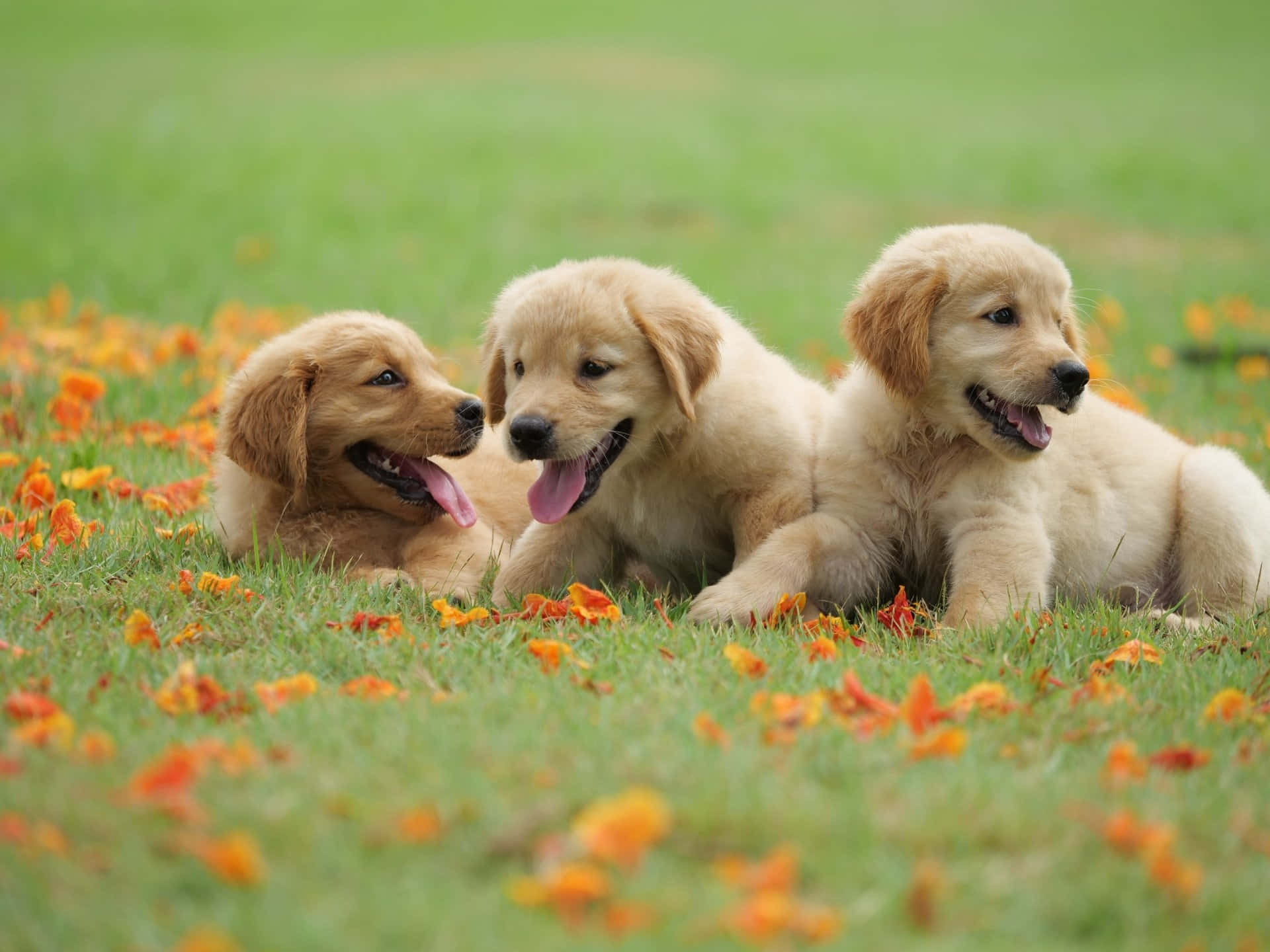黃金獵犬 桌布 壁紙 — 三隻頑皮的金毛尋回犬幼犬躺在散落著橙色花朵的草地上，伸出舌頭微笑。
