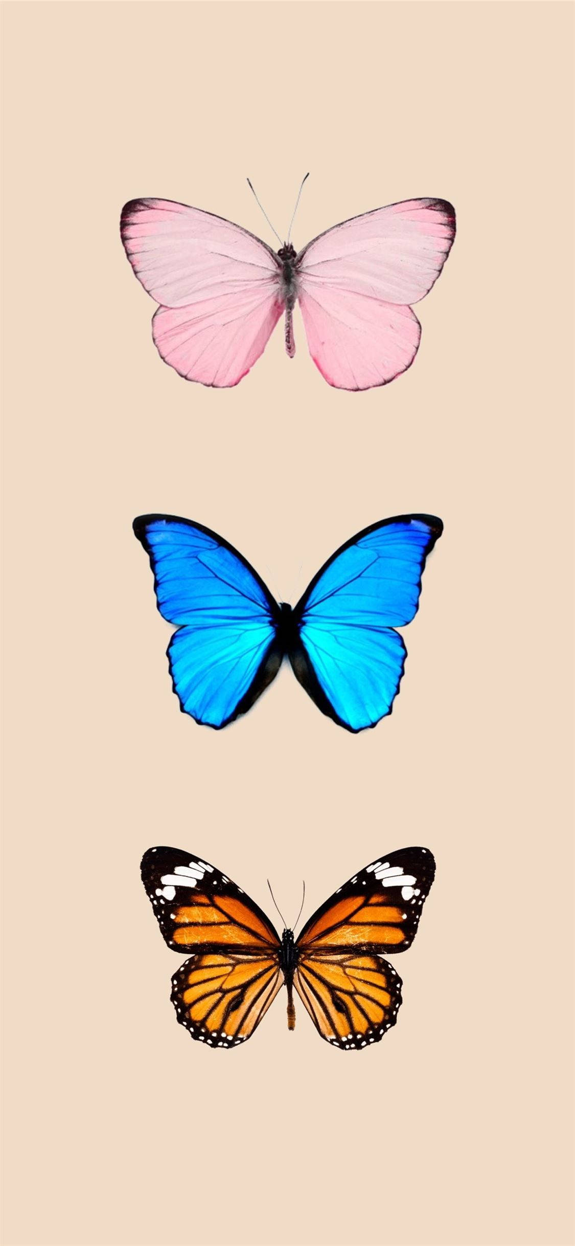 Butterflies 桌布 壁紙 — 三隻鮮豔的蝴蝶（粉紅色、藍色和橙色）垂直排列在柔和的米色背景上。