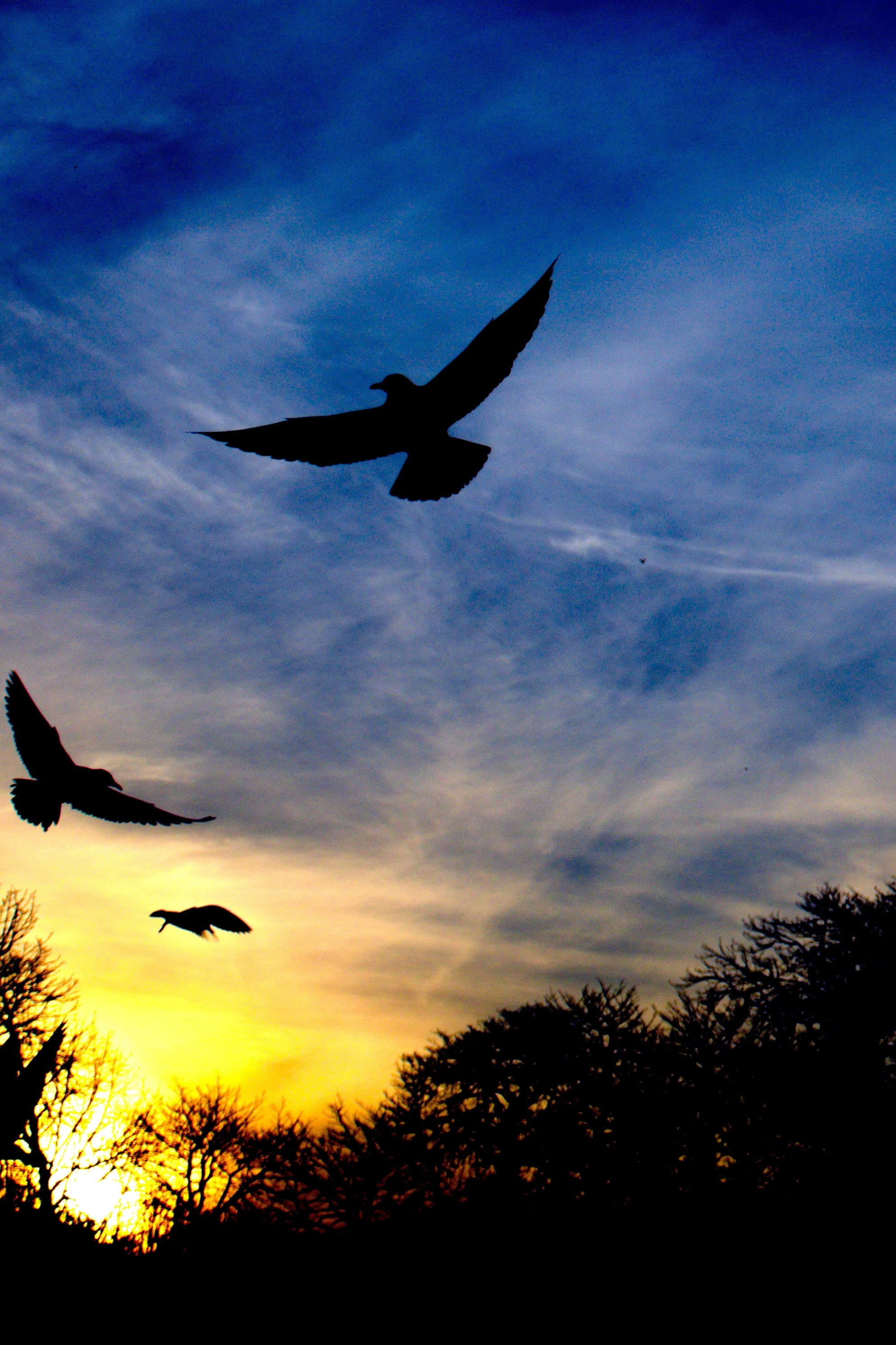 Silhouette 桌布 壁紙 — 三隻鳥以剪影姿態翱翔，背景是色彩鮮豔的日落天空，帶有藍色和金色的雲彩條紋。