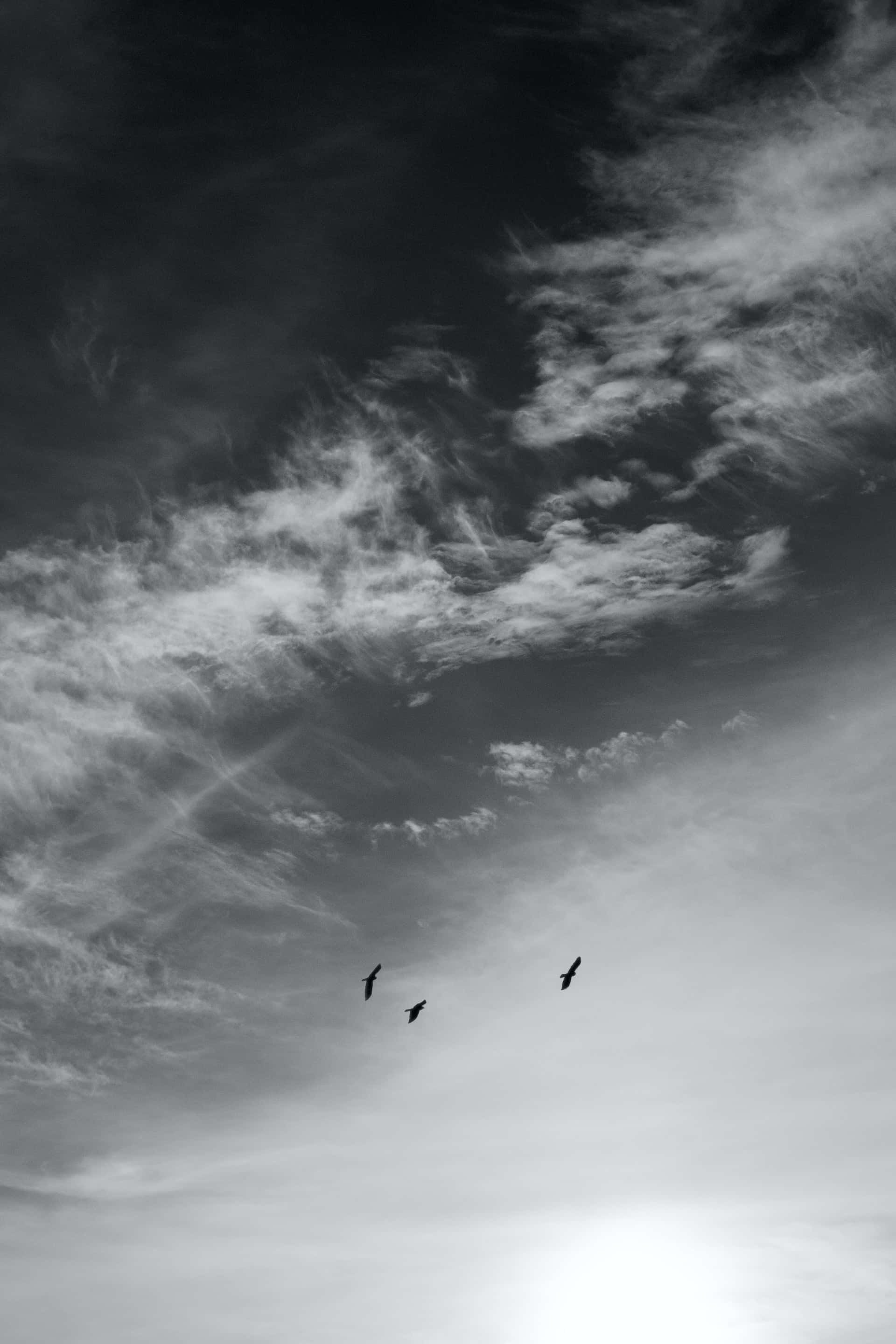 Black And White Sky 桌布 壁紙 — 三隻鳥在充滿縷縷雲彩和柔和光線的戲劇性單色天空中翱翔。