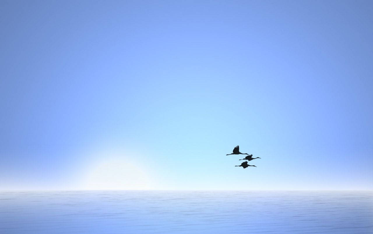 birds 桌布 壁紙 — 三隻鳥在日出時分，於晴朗藍天下，在廣闊平靜的海洋上空列隊翱翔。