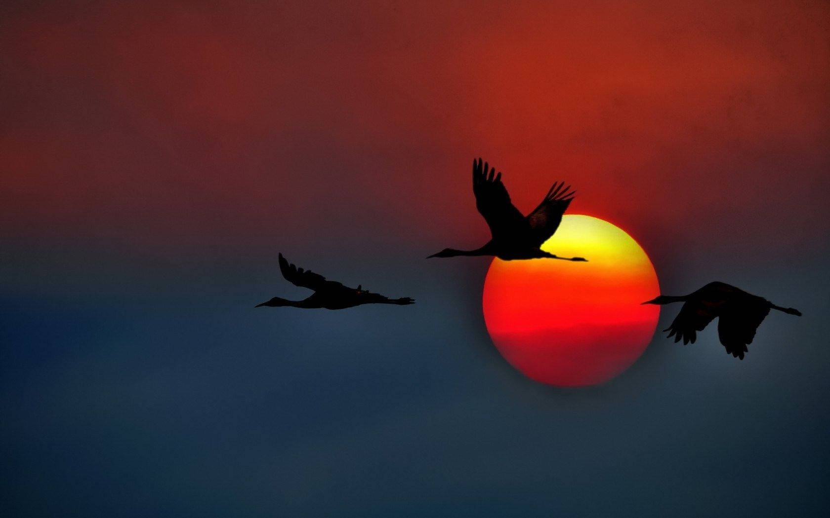 Birds Flying 桌布 壁紙 — 三隻鶴在火紅的夕陽和發光的橙色太陽襯托下以剪影翱翔。