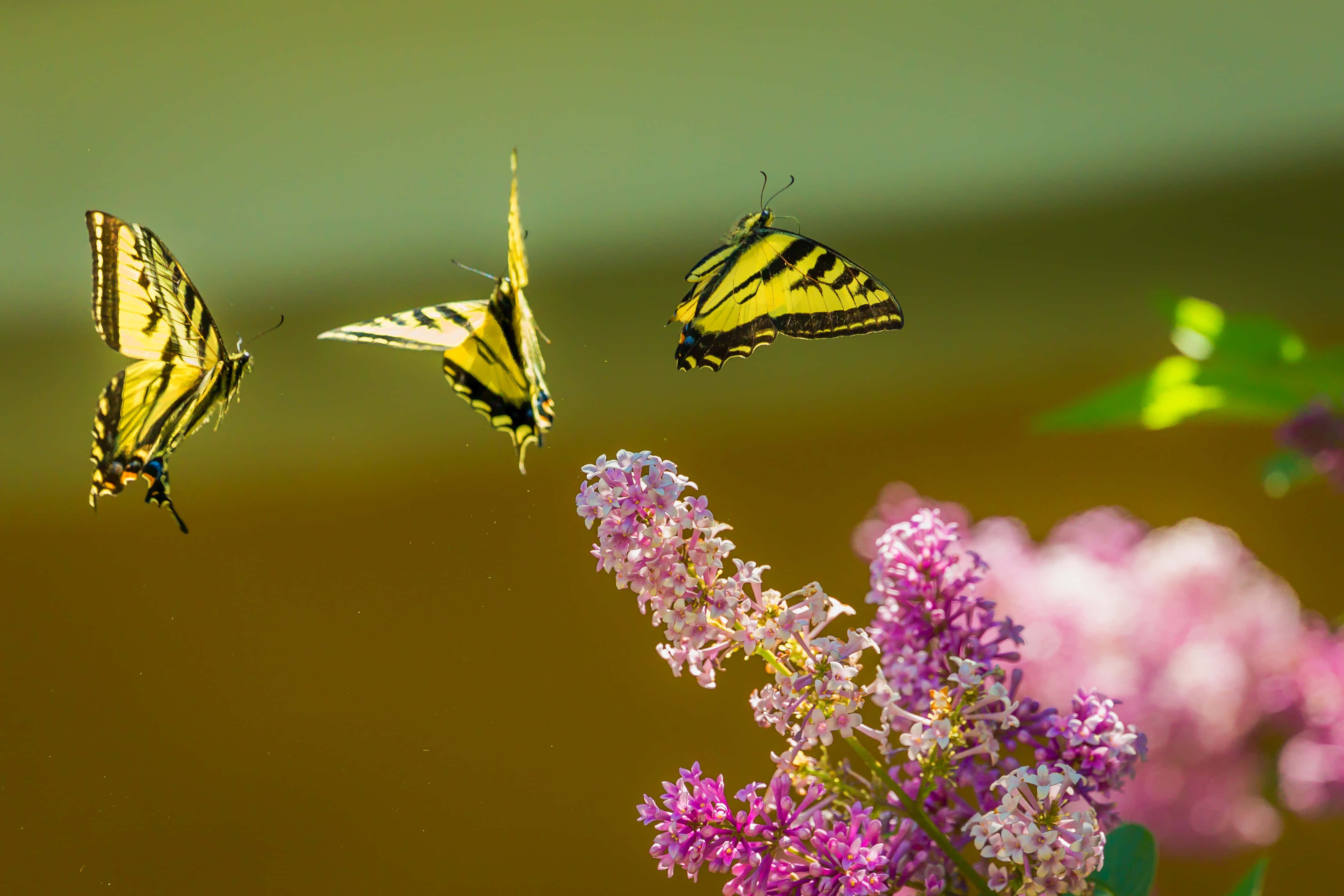 Butterfly Bush 桌布 壁紙 — 三隻黃黑相間的蝴蝶在柔和的模糊背景下，優雅地盤旋在鮮豔的紫色丁香花附近。