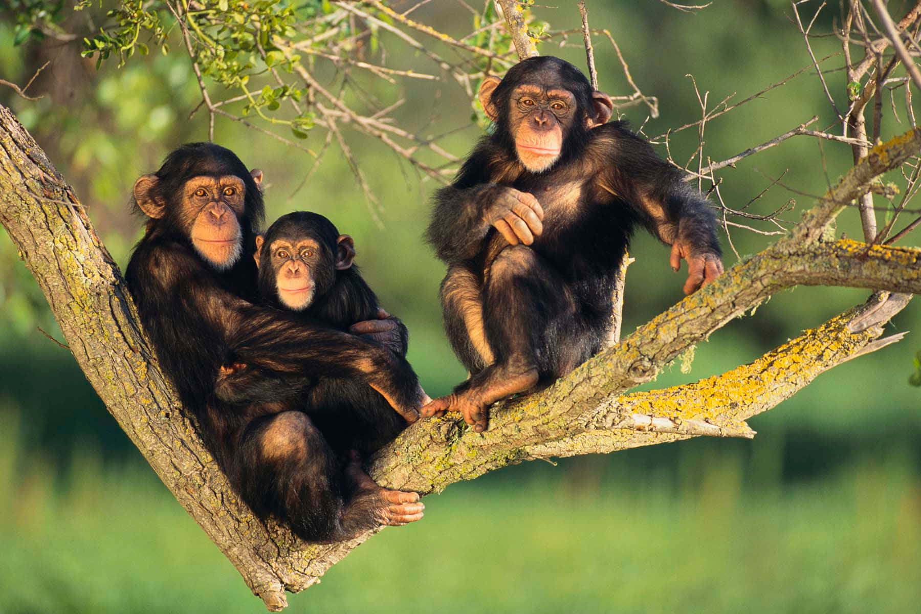 Chimpanzee 桌布 壁紙 — 三隻黑猩猩在長滿苔蘚的樹枝上休息，周圍是茂密的綠色樹葉，柔和自然光線。