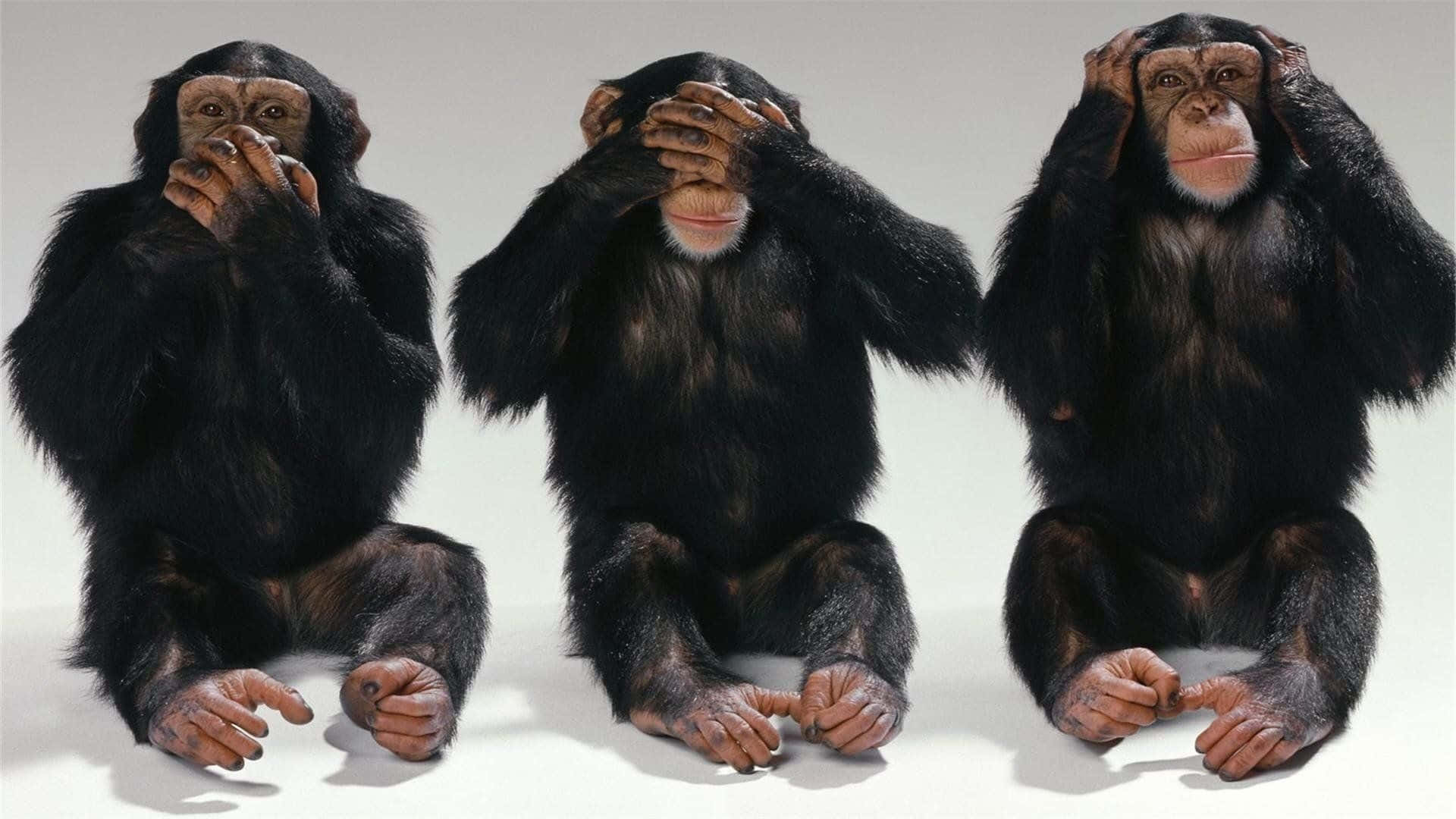 Chimpanzee 桌布 壁紙 — 三隻黑猩猩排成一排坐在純白色背景前，分別遮住眼睛、耳朵和嘴巴。