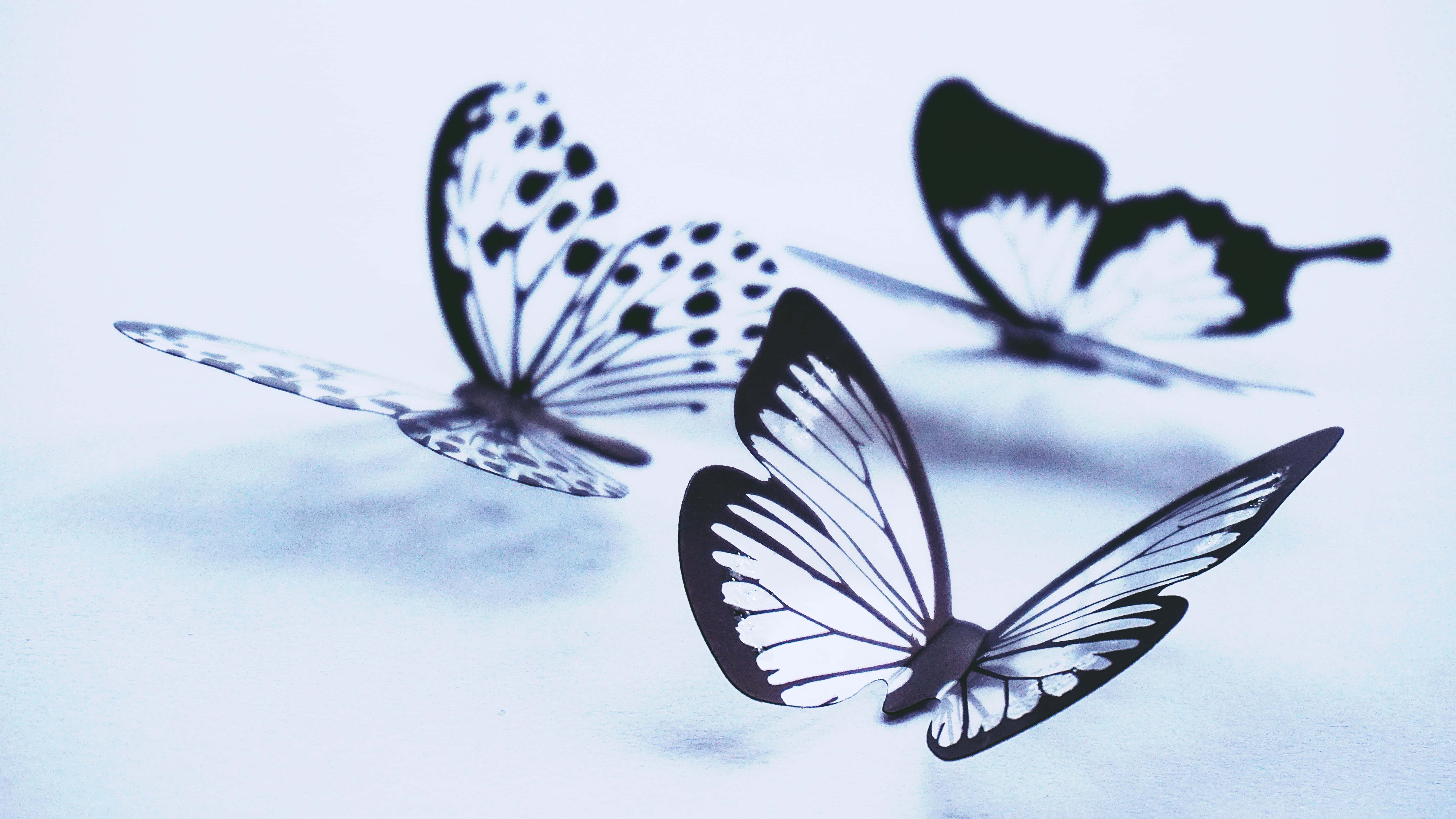 Butterfly Art 桌布 壁紙 — 三隻黑白紙蝴蝶在柔和的藍色背景上優雅飄浮，帶有細微陰影。