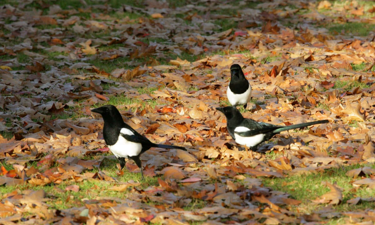 Magpies And Crows 桌布 壁紙 — 三隻黑白羽毛的喜鵲在草地上落葉中覓食。