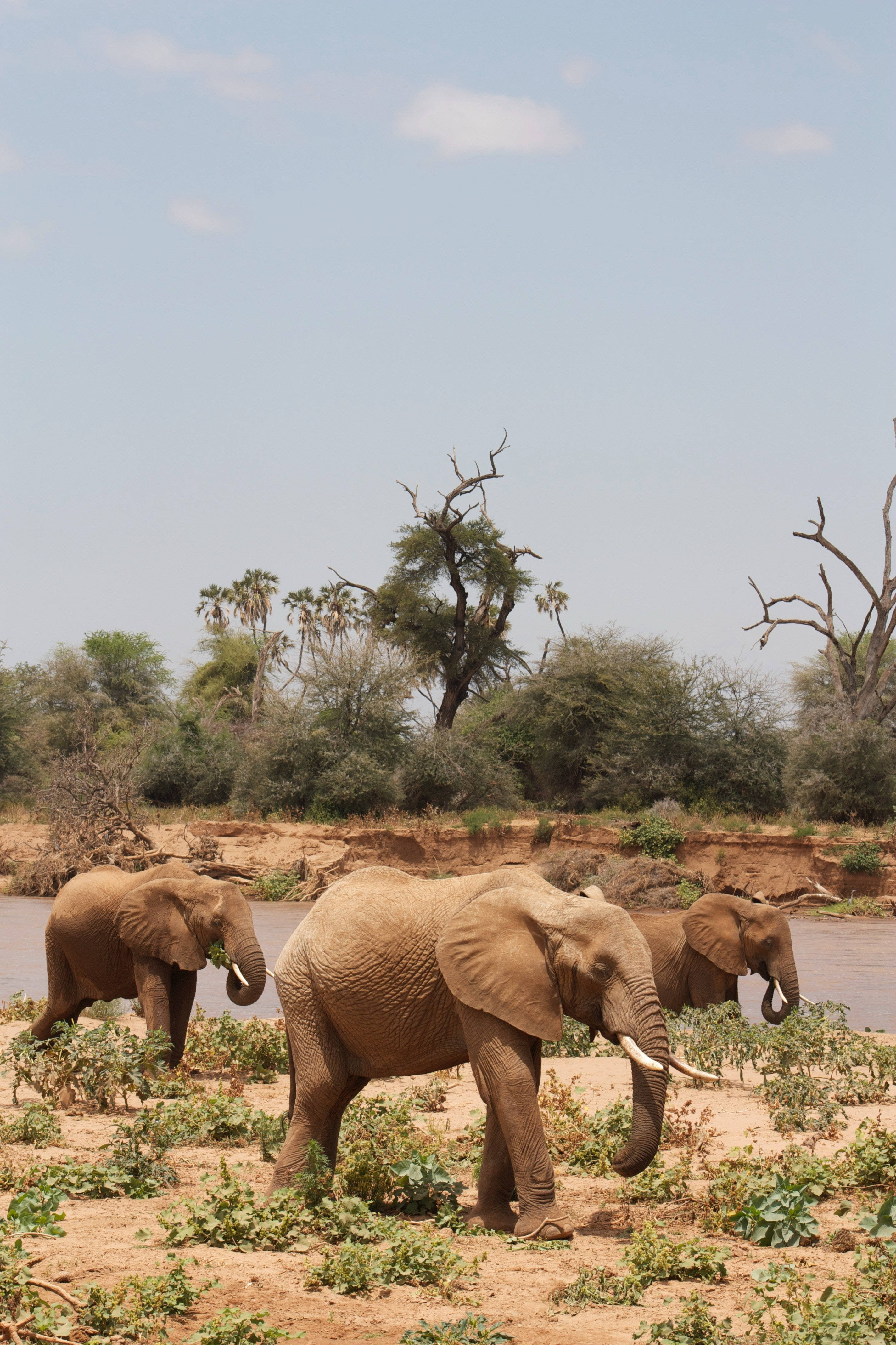 Elephant iPhone 桌布 壁紙 — 三頭大象沿著河岸行走，天空湛藍清澈，樹木稀疏，土地乾燥。