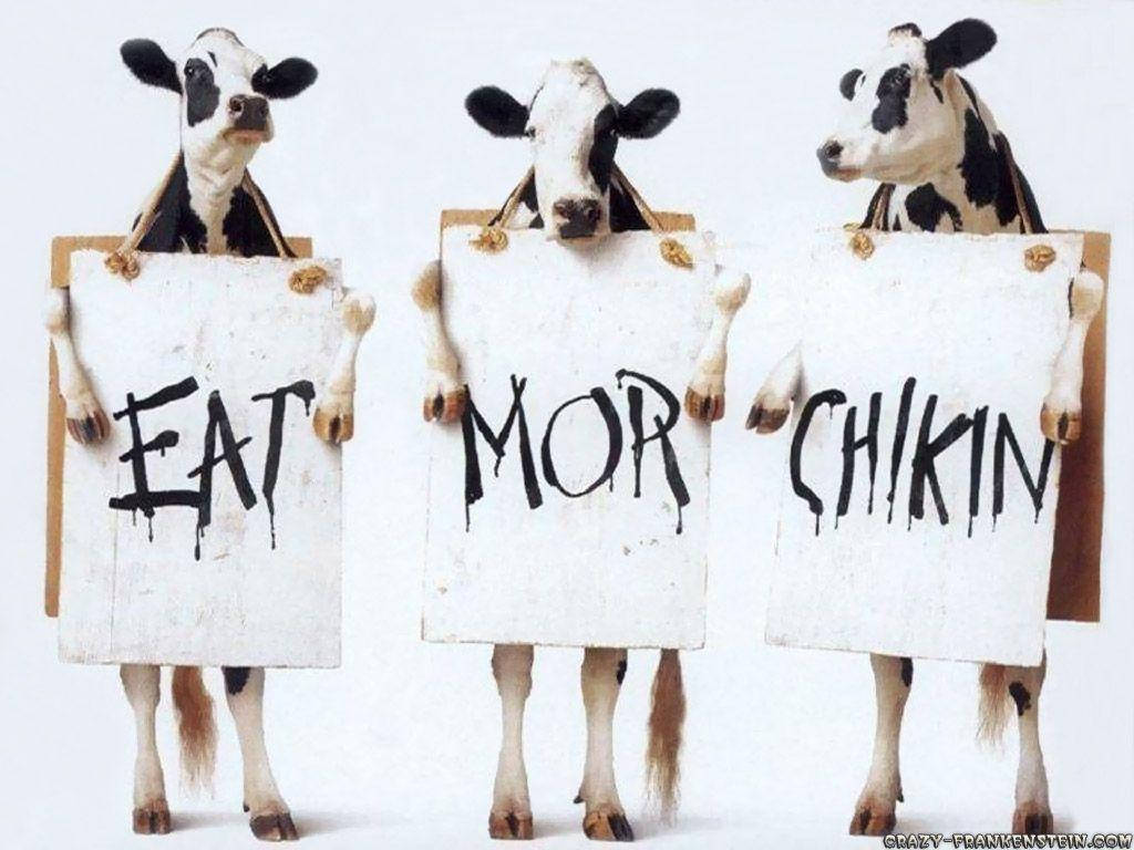 搞笑筆電 桌布 壁紙 — 三頭牛在攝影棚內舉起牌子，拼出「eat mor chikin」，黑色字體滴落。