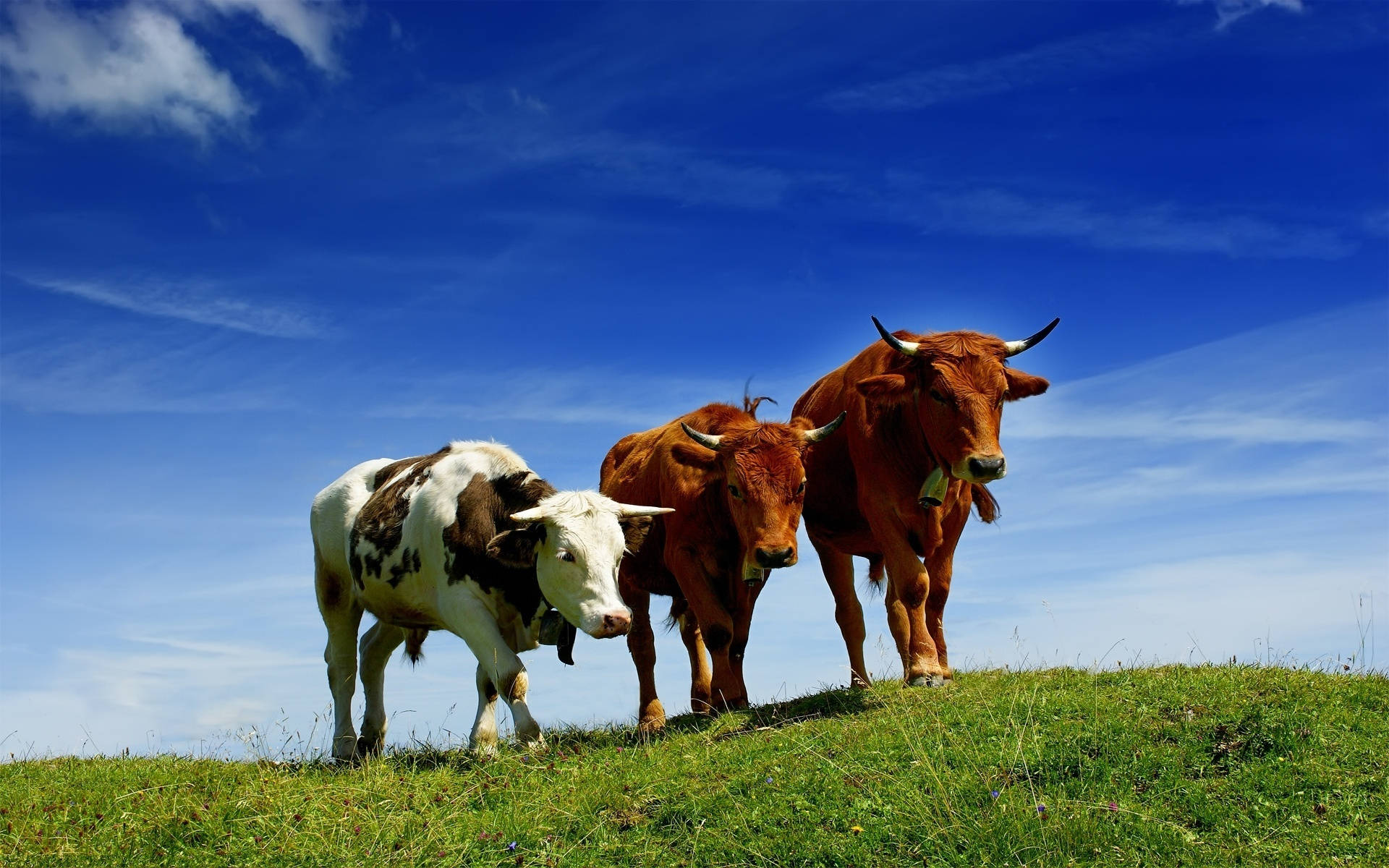 Cute Cow 桌布 壁紙 — 三頭牛站在陽光照耀的草地上，廣闊的藍天中飄著縷縷白雲。