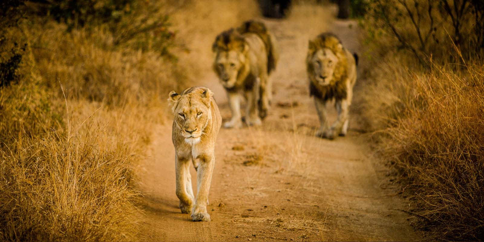 African Wildlife 桌布 壁紙 — 三頭獅子自信地沿著一條陽光明媚的泥土小徑穿過金色的草原。